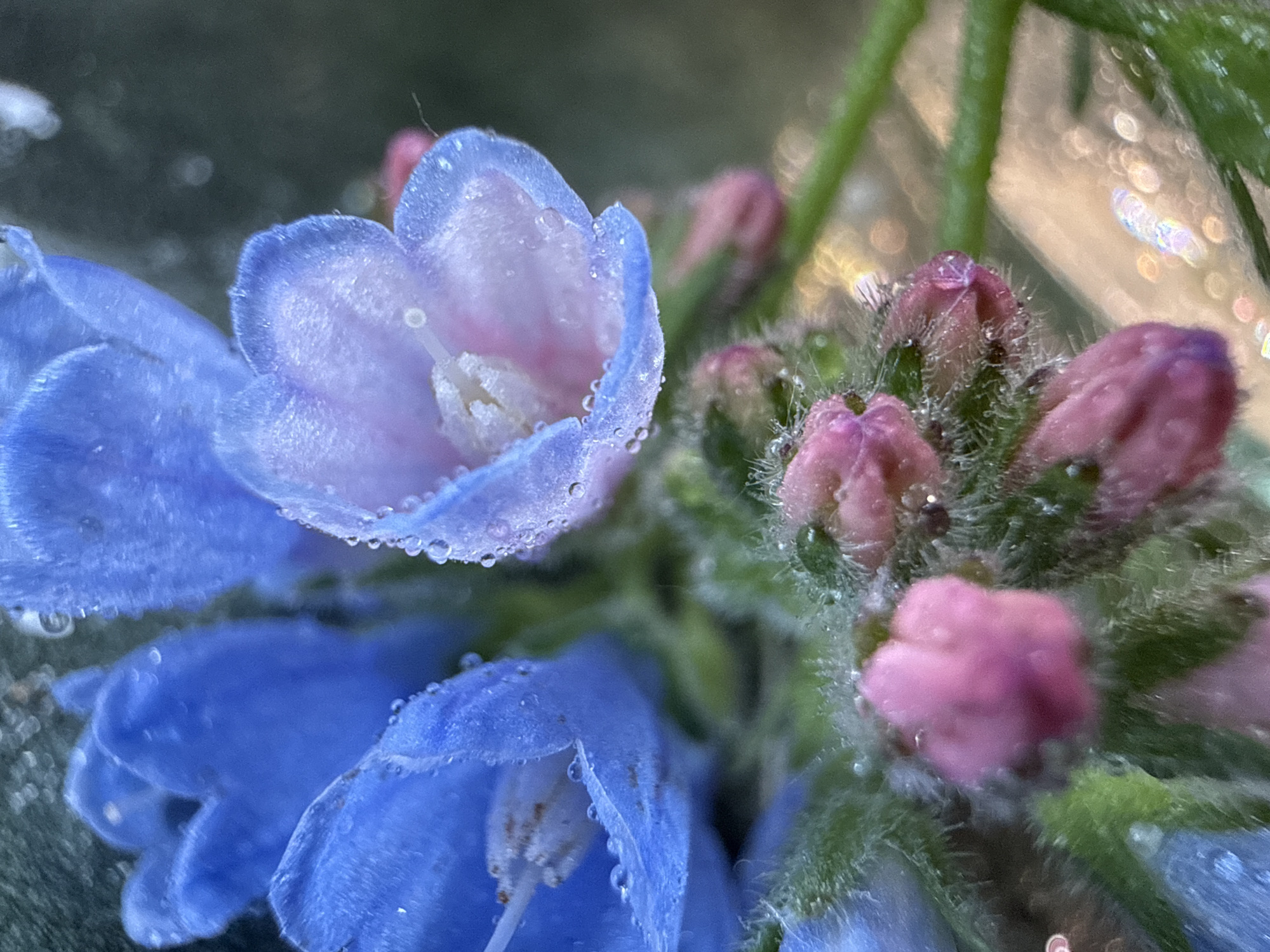 The image is a close-up photograph of pink and blue flowers covered in water droplets. The flowers appear to be blooming. The background is softly blurred, suggesting a natural environment. There is no indication of Chaikovsky, Russia, or any urban setting.