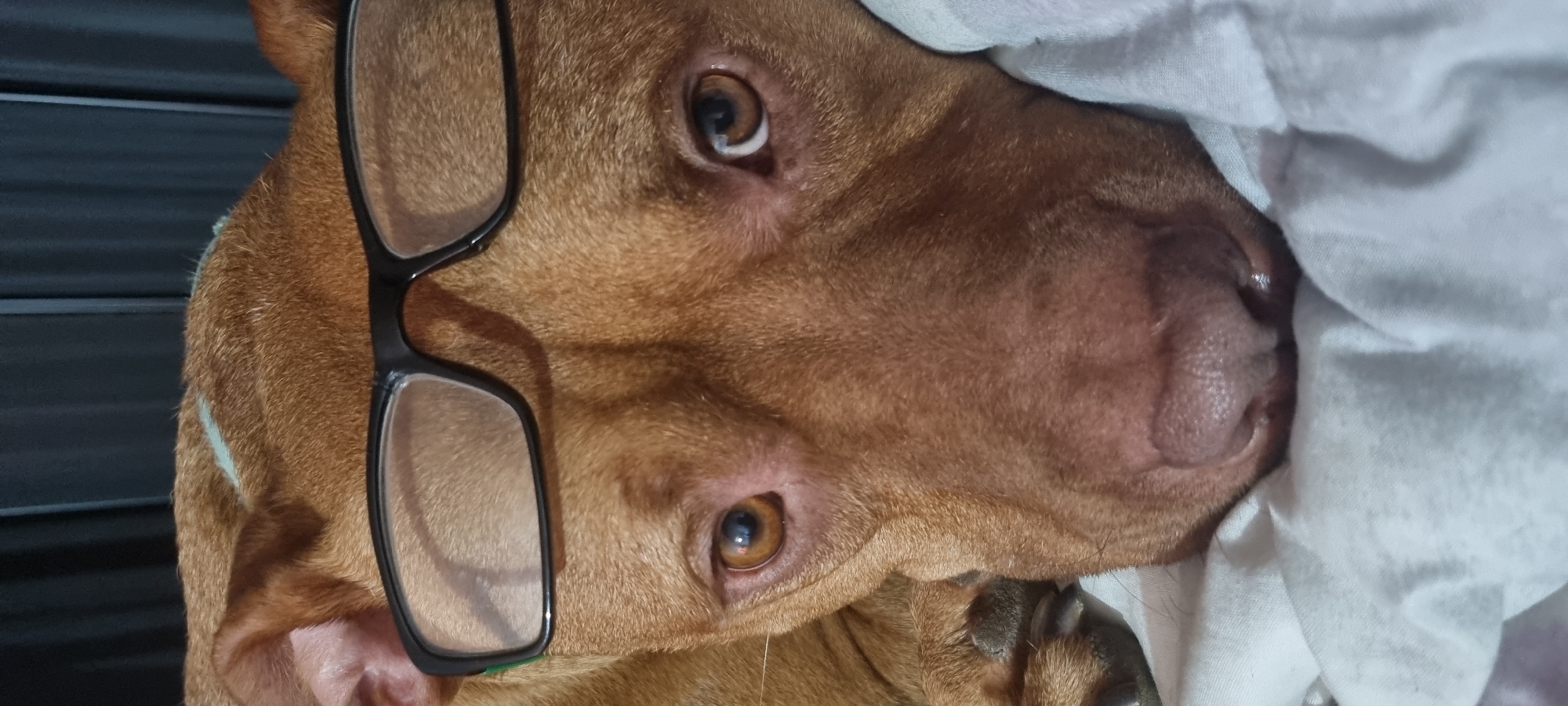 A close-up shot features a brown-coated dog wearing black-framed glasses. The dog is partially covered with a white blanket or sheet. The location is not specified.