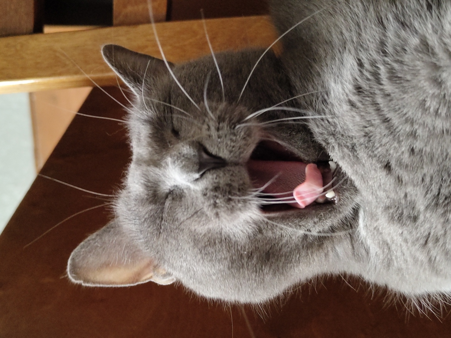In an indoor setting with a brown wooden background, a close-up shot captures a grey cat mid-yawn. The cat's eyes are closed, and its mouth is wide open, revealing a pink tongue and small white teeth. Its whiskers fan out from its muzzle. The lighting is direct, highlighting the fur and facial features of the cat.