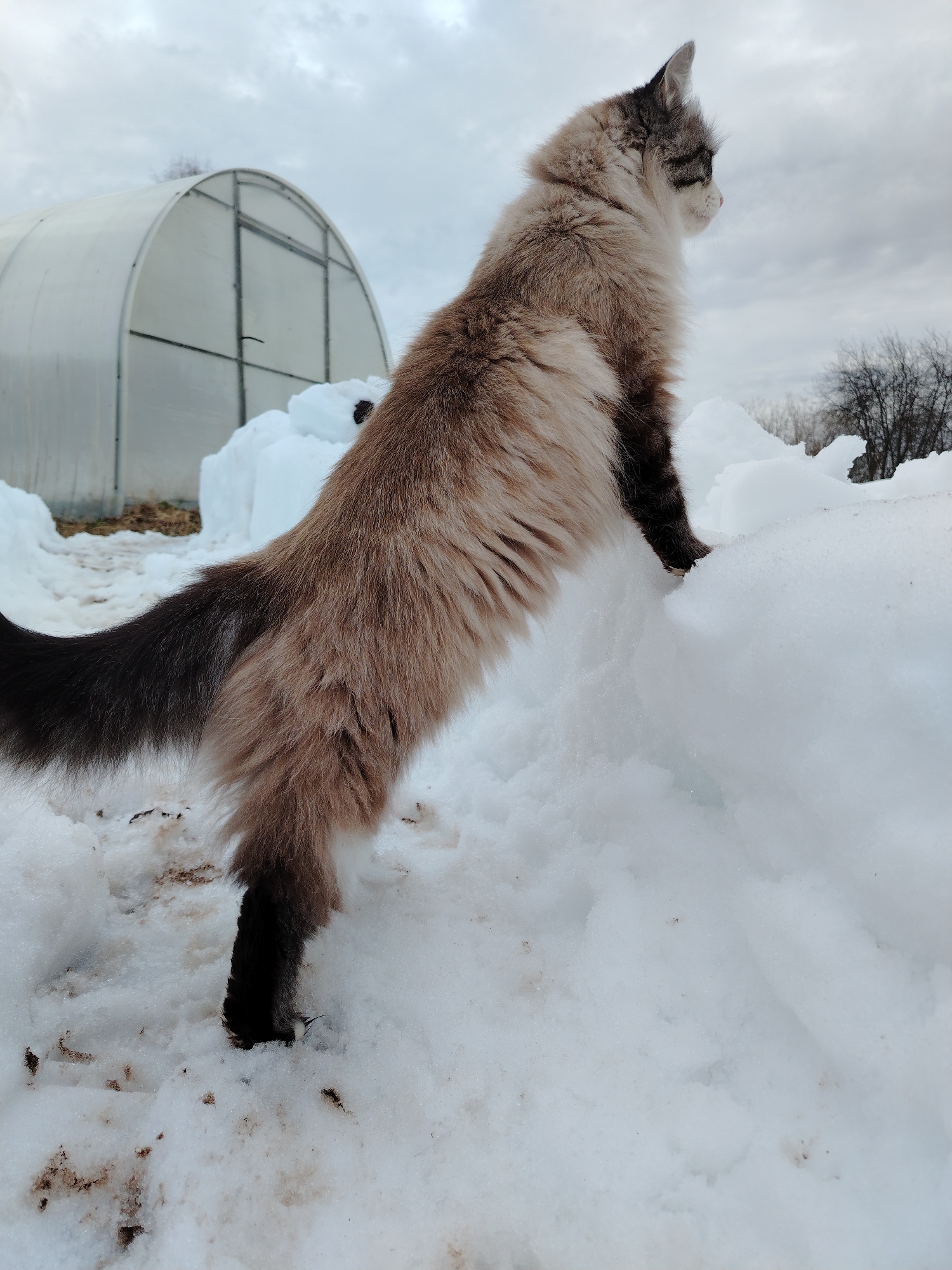 A cat stands on a snowdrift in Nizhnyaya Gar', Russia. The cat has a tan-colored body with a dark tail and paws. It is standing with its forepaws on the snowdrift and its hind legs on the ground. Behind the cat is a plastic greenhouse. The sky is overcast. Bare trees are visible in the background.