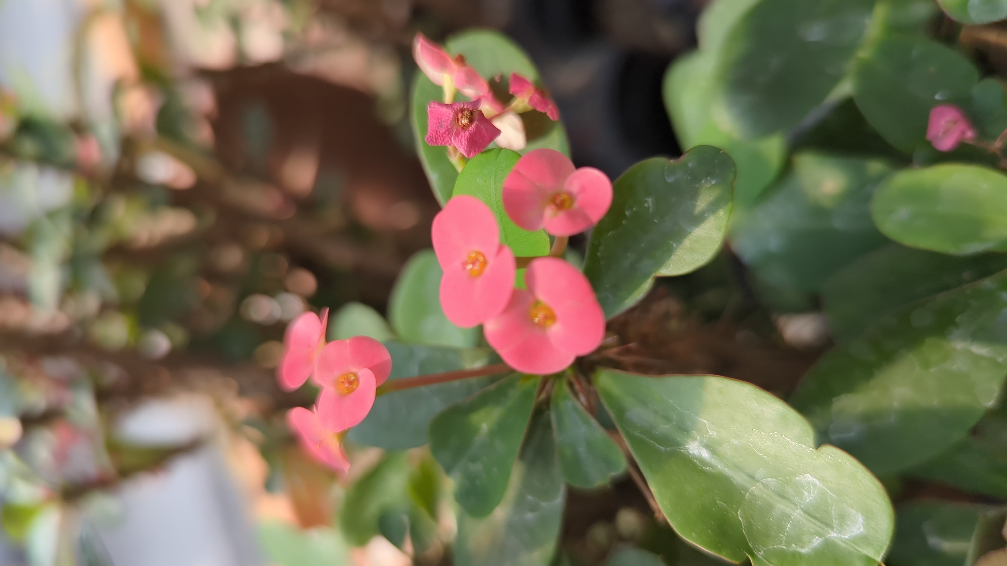 The image shows a close-up of pink flowers of the Euphorbia milii plant, commonly known as Crown of Thorns. The flowers are small and bright pink, with yellow centers. They are growing on a green, leafy plant with thorny stems. The background is out of focus, but appears to be a garden or a natural setting with other plants and foliage. The lighting suggests it is daytime. There are no people or animals visible in the image. The location of this image is not specified as being in Laval, Canada.