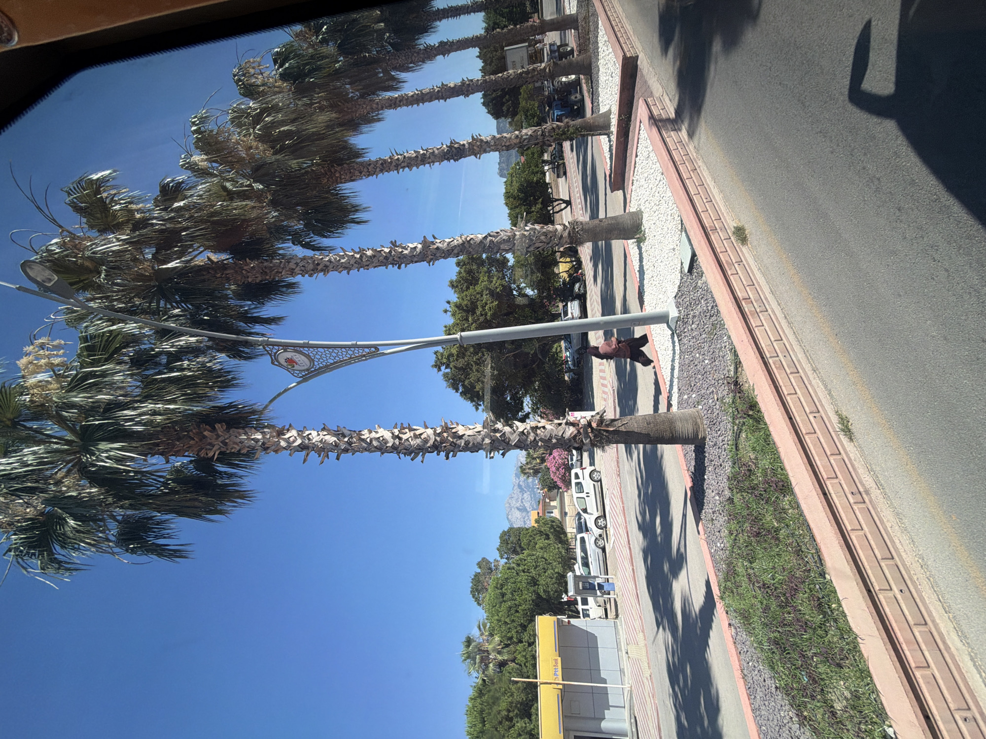 The image captures a row of palm trees lining a street, viewed from a slightly elevated perspective, likely from a vehicle. The palm trees, with their rough, segmented trunks and feathery fronds, are the most prominent subjects. They are spaced along a paved walkway bordered by a decorative brick edge and white gravel. Beyond the trees, a paved road is visible with tire tracks indicating recent traffic. Shadows of the palm trees are cast across the road, suggesting it is daytime.
In the background, lush green trees and some buildings are visible, hinting at an urban or semi-urban setting. In the middle ground, several white vans and a darker vehicle are parked along the street, suggesting a commercial or residential area. A mountain range can be seen in the far distance, providing a scenic backdrop. The sky is a clear, vibrant blue, indicating fair weather.
There is no discernible activity or event taking place; it appears to be a still moment captured while traveling. Notable details include the distinct texture of the palm tree trunks and the contrast between the natural elements (trees, sky, mountains) and the man-made environment (road, buildings, vehicles). The lighting suggests it is likely midday or afternoon. No text is clearly visible in the image.