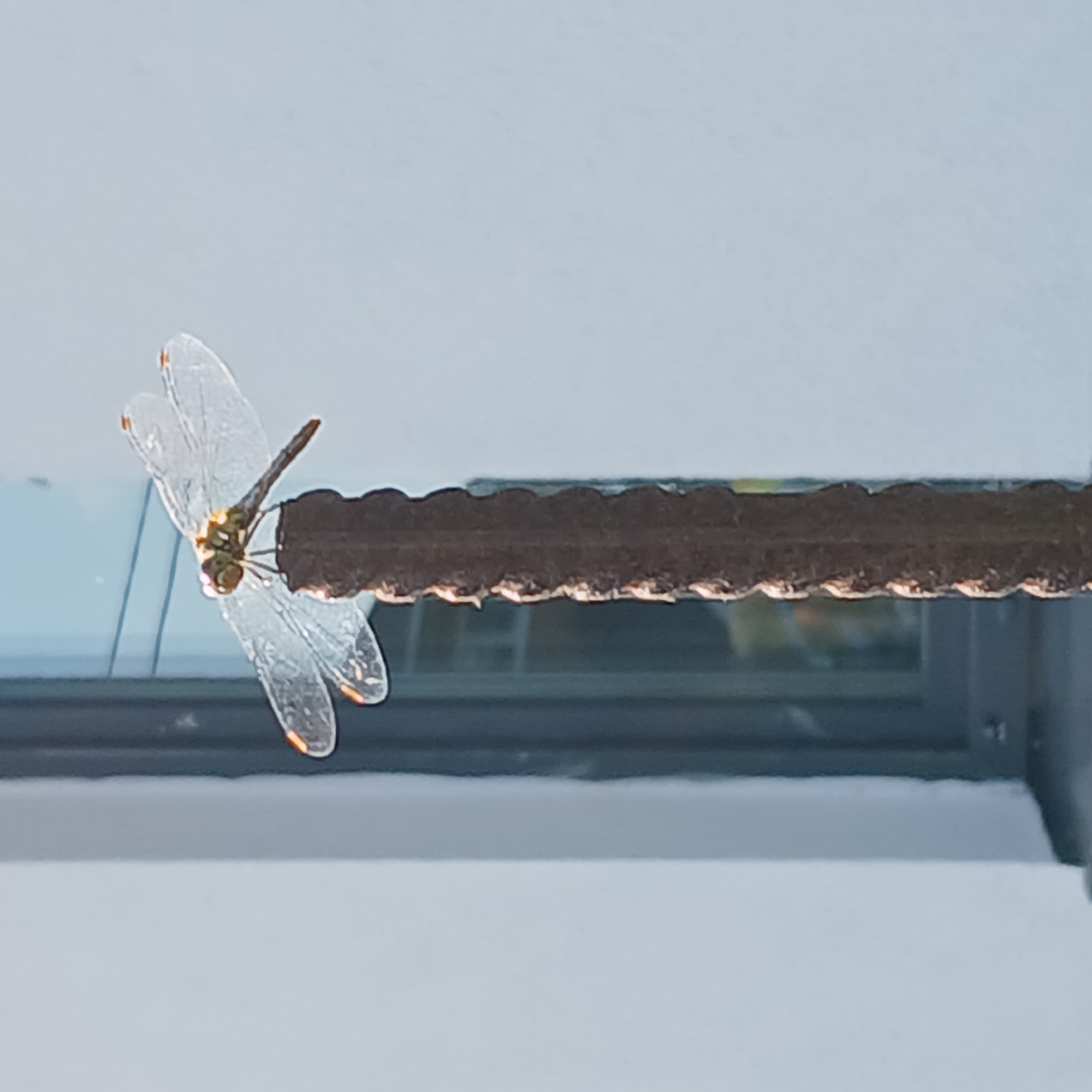 A dragonfly with clear, iridescent wings and a segmented brown and yellow body is perched on top of a rusty metal rebar. The rebar is positioned vertically and has a rough, textured surface with ridges. Behind the rebar and dragonfly, a building with a white exterior wall and a dark-framed window is visible. The window reflects a blue sky and some indeterminate objects. The overall scene suggests an outdoor environment, possibly in a semi-urban or industrial area within the city of Samarsky, Russia.