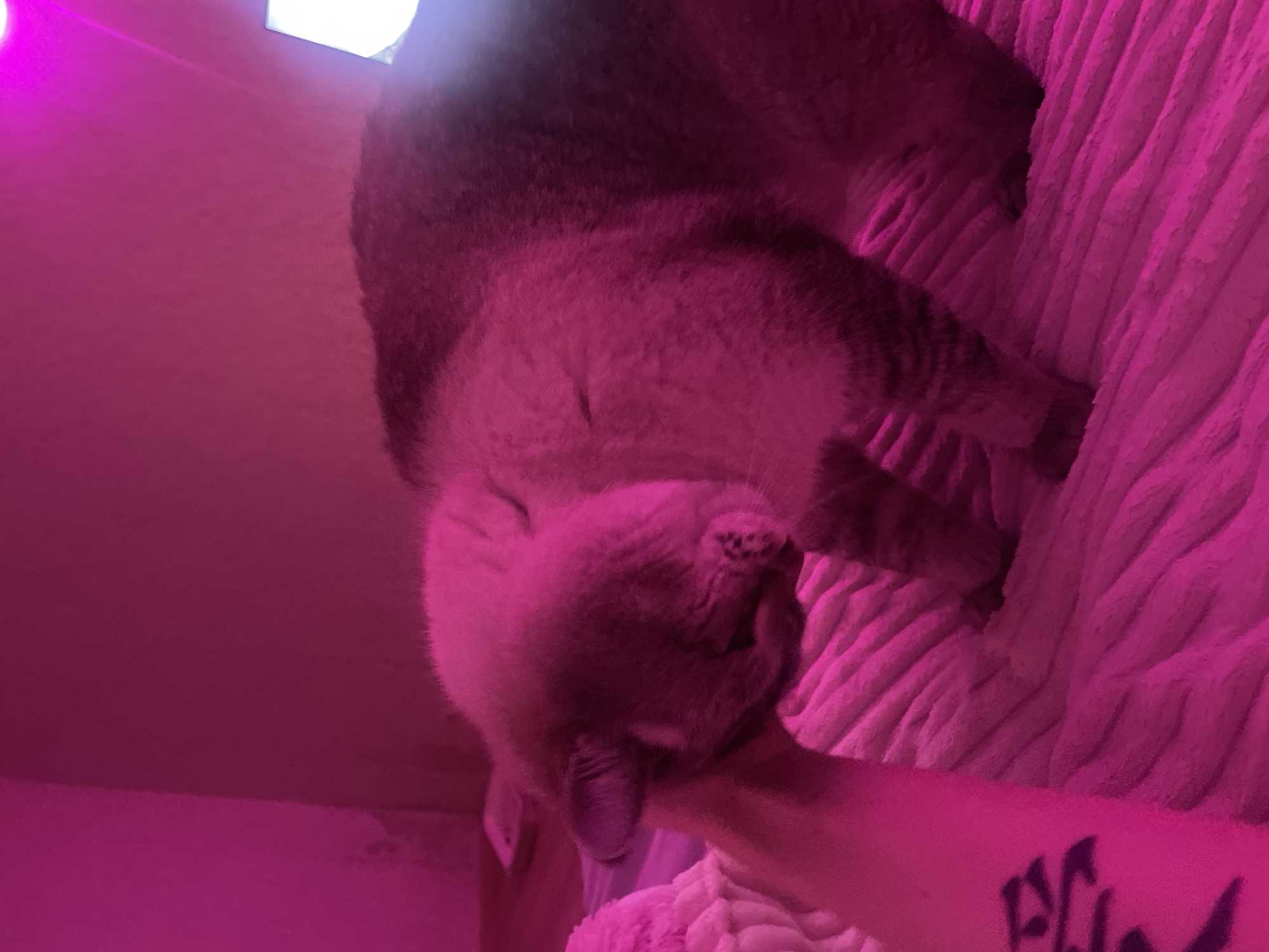 A person's arm, with a black tattoo on the forearm, is supporting the head of a light-colored cat. The cat's eyes are closed, and it appears to be nuzzling the arm. The scene is illuminated by pink light, possibly from a lamp or LEDs. The background is a pink, textured surface, likely a blanket or bedding. There are no visible elements that indicate a specific location in Votkinsk, Russia.
