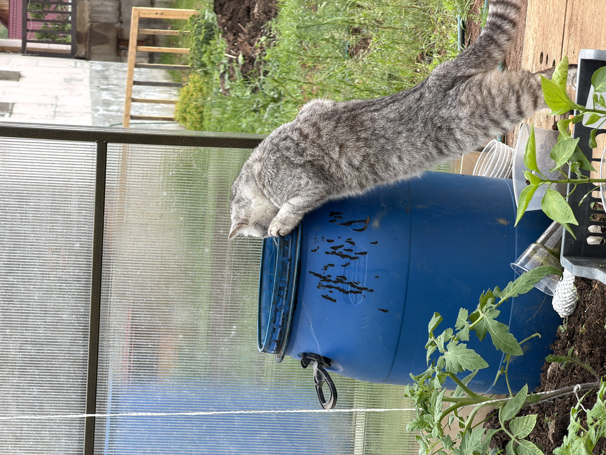 A gray tabby cat stands on its hind legs, leaning against and peering into the open top of a blue plastic barrel inside a greenhouse. The barrel features a black handle on its side and bears dark, irregular stains. Faint Cyrillic text on the barrel includes "СМАРТ" (SMART), "Пермь" (Perm), a partial phone number beginning with "+7(9...", and "www.plast..." followed by characters that appear to be part of "изделий" (products). This text indicates the barrel's origin or distributor in Perm, Russia, placing the scene within the Perm Krai region, where the city of Chaikovsky is located. The greenhouse structure is visible, made of translucent corrugated plastic panels supported by a dark metal frame. In the immediate foreground, several green plant seedlings are growing in soil, including a larger tomato plant staked on the left and smaller plants in black trays on the right, with several clear plastic cups, some overturned, scattered nearby. Beyond the greenhouse panels, a light-colored building with dark windows and a prominent foundation is visible in the middle ground, accompanied by a rudimentary wooden railing and a hint of a reddish roof. The outdoor environment consists of green grass and areas of disturbed earth, typical of a garden or rural plot.