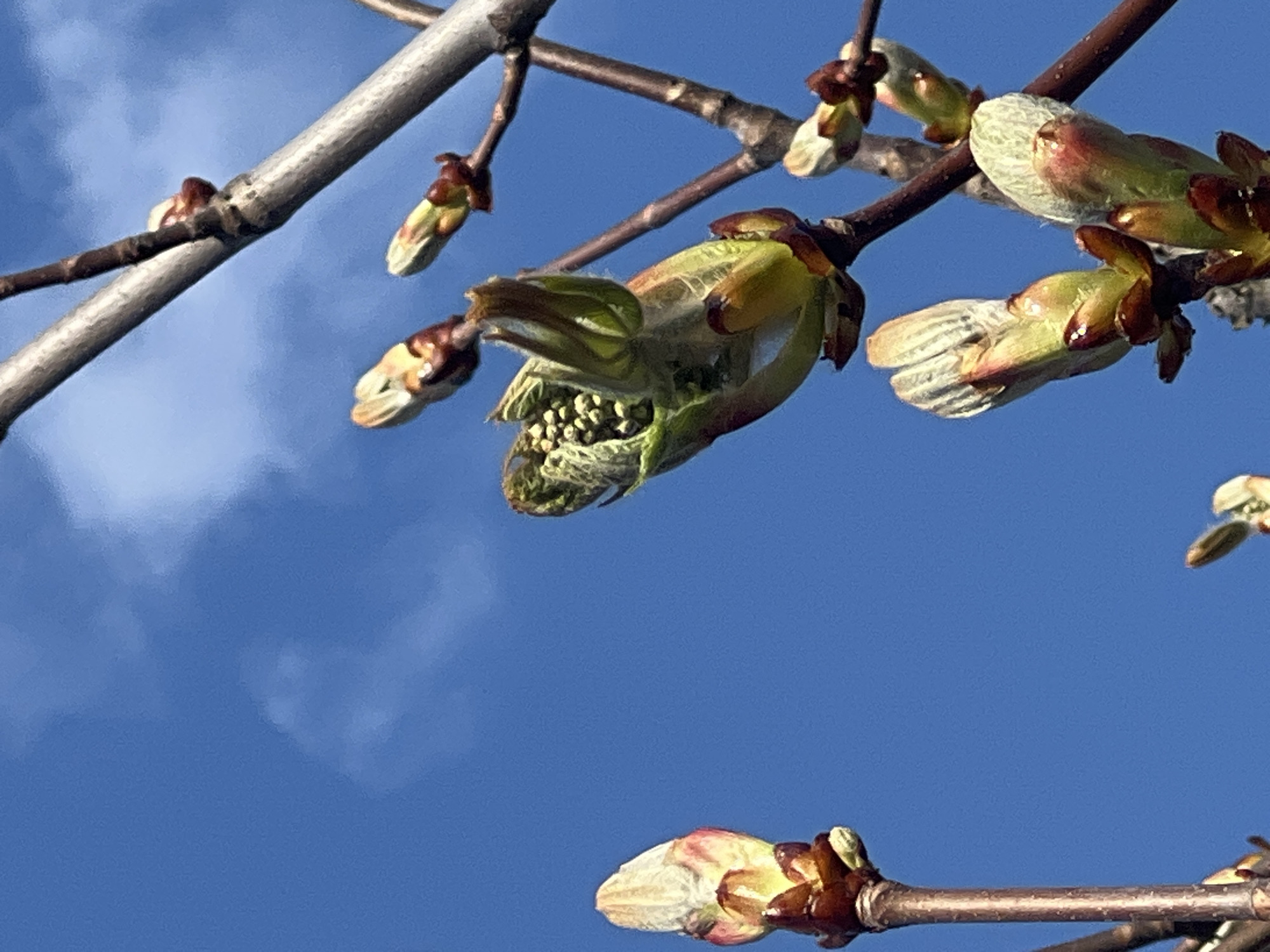 The image shows a close-up view of tree branches against a bright blue sky. The branches are slender and brown, with various buds and emerging leaves. Some buds are still closed, displaying a brownish color with hints of green and white. Others are starting to open, revealing tiny green leaves or flower structures inside. The sky is clear and intensely blue, providing a stark contrast to the branches. The image was taken in the city of Chaikovsky, Russia.