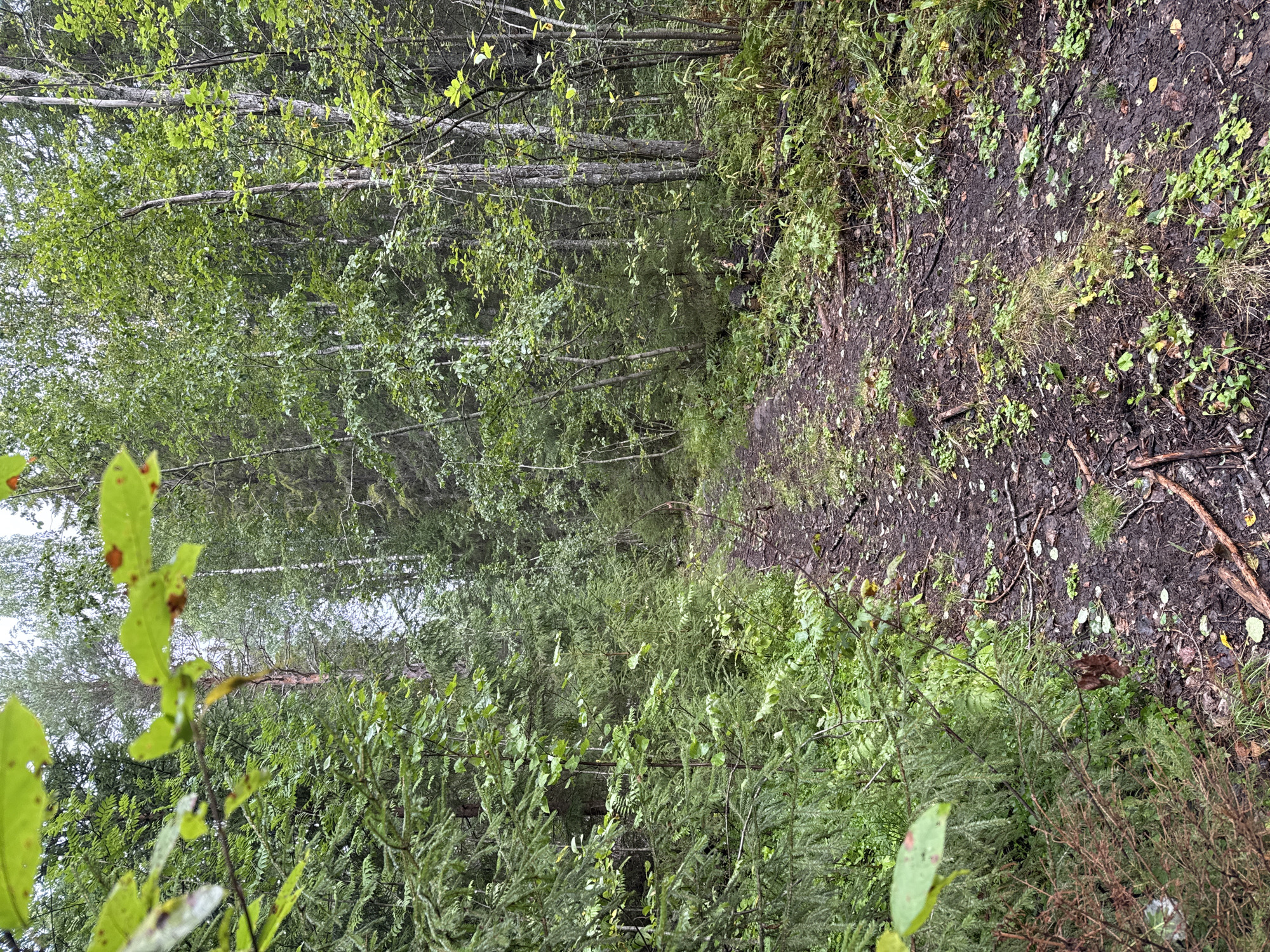 The image depicts a muddy path winding through a dense forest. The path is covered with fallen leaves, twigs, and scattered green foliage. The surrounding trees are tall and lush, with a mix of evergreen and deciduous varieties, suggesting a temperate climate. The overall impression is of a natural, somewhat overgrown woodland. The image does not contain any people or discernible man-made structures, aside from the path itself. The lighting indicates an overcast day, typical of a forest environment. The location provided, Chizhikovo, Russia, places this scene within a rural or natural setting within that country.