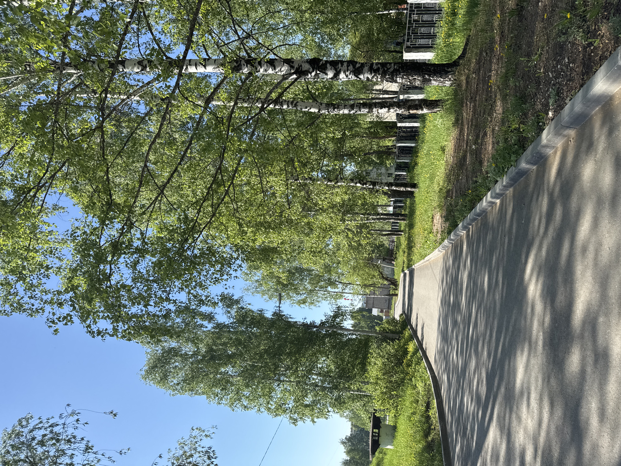 The image depicts a pathway alongside a row of birch trees in Chaikovsky, Russia. The pathway is paved with gray asphalt, with a concrete curb separating it from grassy areas. The birch trees are characterized by their distinctive white bark with black markings and are lined up on one side of the path, casting shadows across the pavement. The sky above is a clear blue. Adjacent to the trees on the opposite side of the path are a series of small buildings or structures with fences. The overall environment suggests a park or recreational area within the city.