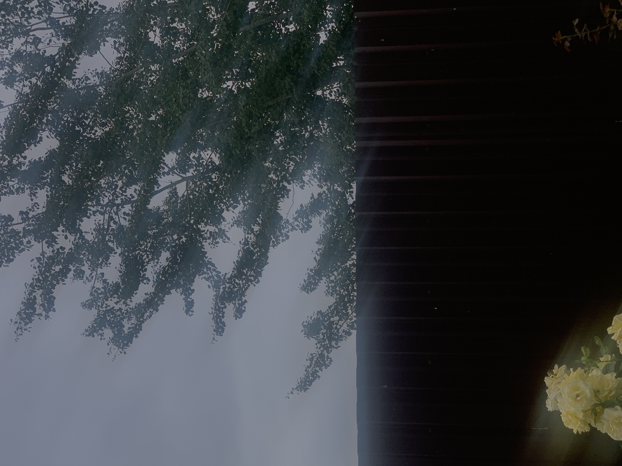 The image depicts an overcast sky with a dark, corrugated metal fence running horizontally across the mid-ground. Above the fence, the branches of a dense green tree are visible, reaching towards the sky. In the lower left corner, a cluster of pale yellow roses is in focus, with some leaves. The scene appears to be outdoors, possibly in a residential area, given the presence of the fence and roses. The overall lighting suggests it is daytime, but the cloudy conditions contribute to a muted and somewhat somber atmosphere. There are no people or any discernible activities occurring in the image. The location is identified as Minsk, Belarus.