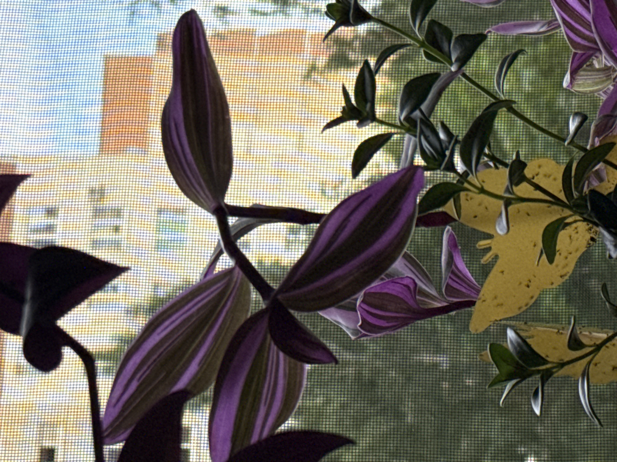 This media file is a close-up, slightly out-of-focus photograph of a plant with striking purple and green leaves, viewed through a window screen. The plant appears to be a wandering jew, characterized by its striped foliage. Several leaves are prominent in the foreground, some with a glossy sheen and distinct purple stripes alternating with a darker green or black. One large, unfurled leaf dominates the left side, its elongated shape and ribbed texture clearly visible. Another unfurled leaf, also with purple and green stripes, is visible to the right and slightly behind the first. Smaller, darker green leaves and stems are also present, suggesting the plant is actively growing.
Behind the plant, through the window screen, the blurred background reveals hints of an urban environment. The screen itself creates a grid-like pattern over the entire image, adding a textural element. The background colors suggest a bright, possibly daytime scene, with muted oranges and yellows of buildings and a hazy blue sky. The overall impression is of indoor plants placed near a window, with the dappled light filtering through the screen. There is no discernible activity taking place, nor any visible text. The mood is calm and natural, highlighting the vibrant colors and organic forms of the plant against the softly diffused urban backdrop.