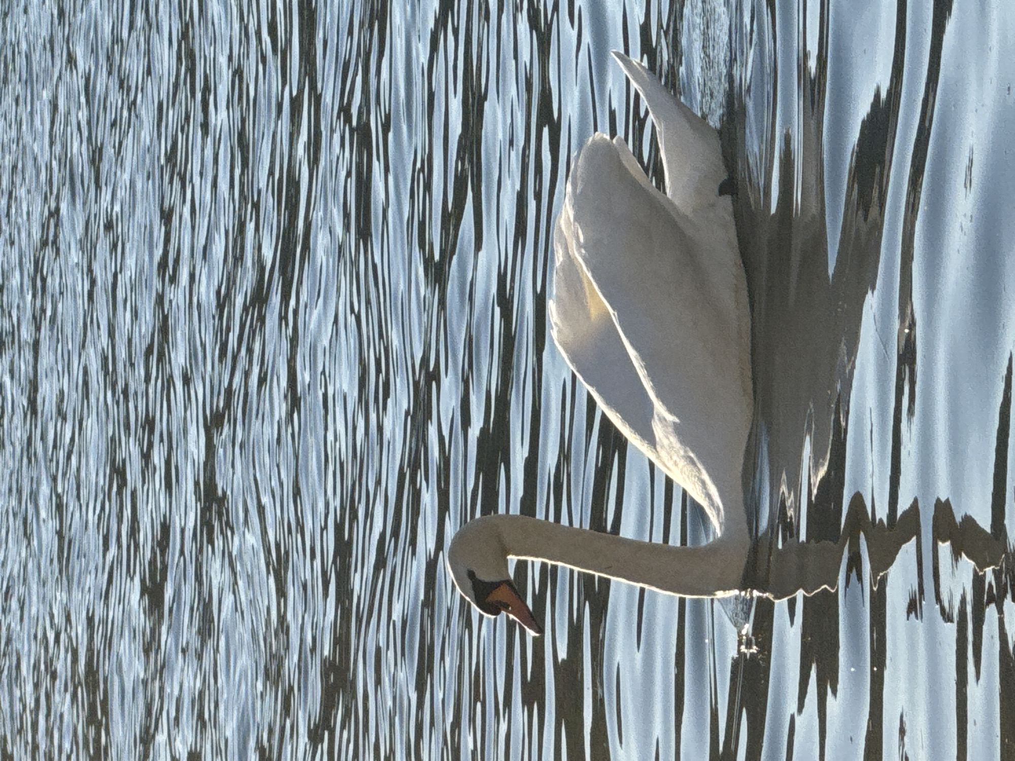 A lone white swan glides on the surface of the water in Beilstein, Germany. The swan's wings are partially raised, and its reflection warps in the water. The water reflects light, which is visible on the surface of the water.