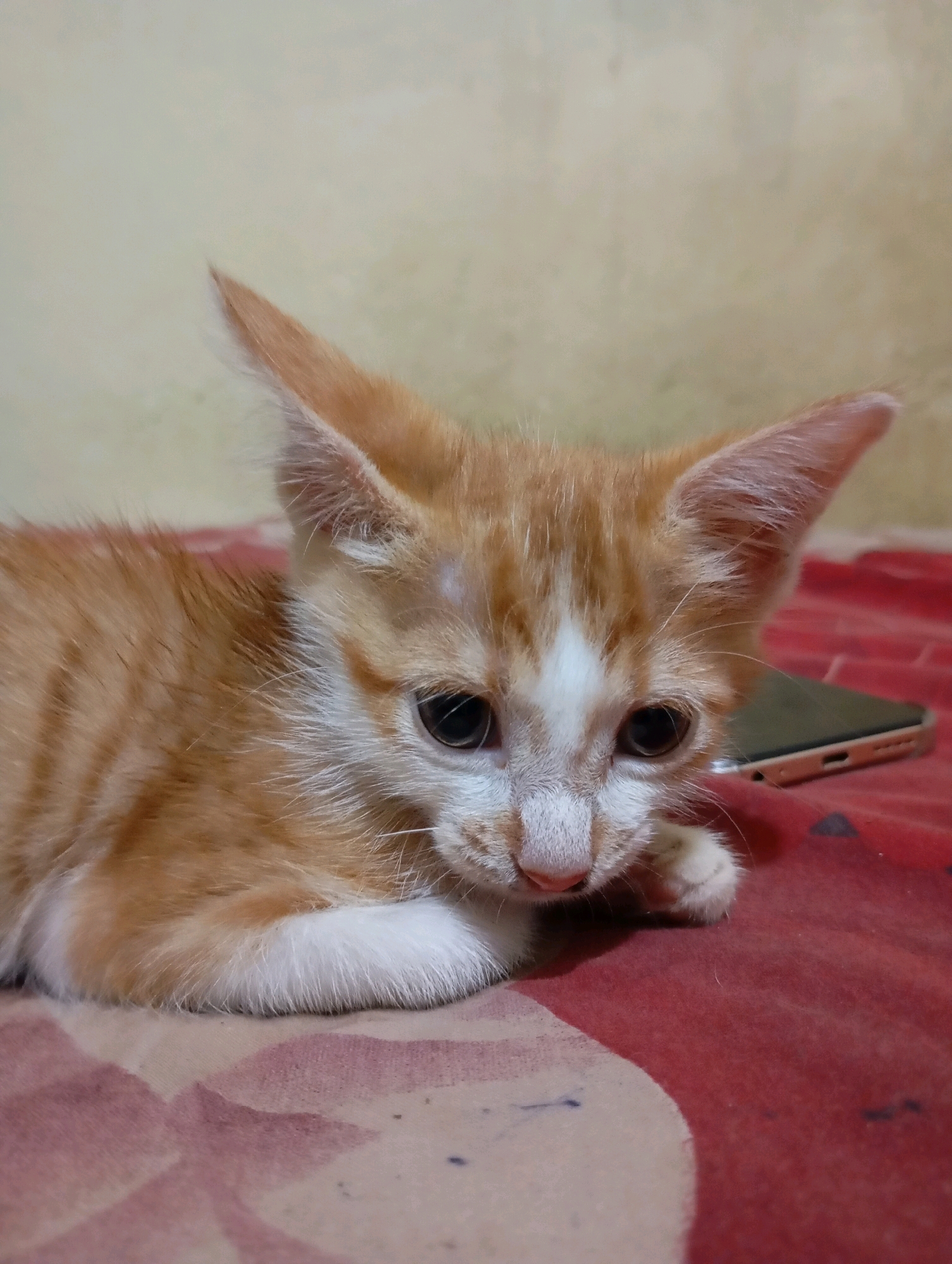 A ginger and white kitten lies on a red patterned surface. The kitten's head is turned to the right, with large, dark eyes looking down. Its ears are perked up and pointed. A portion of a smartphone with a rose gold colored edge is visible to the right of the kitten. The background is a plain, light yellow wall. The scene appears to be indoors. There is no information in the image that allows for a determination of its location in Balikpapan, Indonesia.