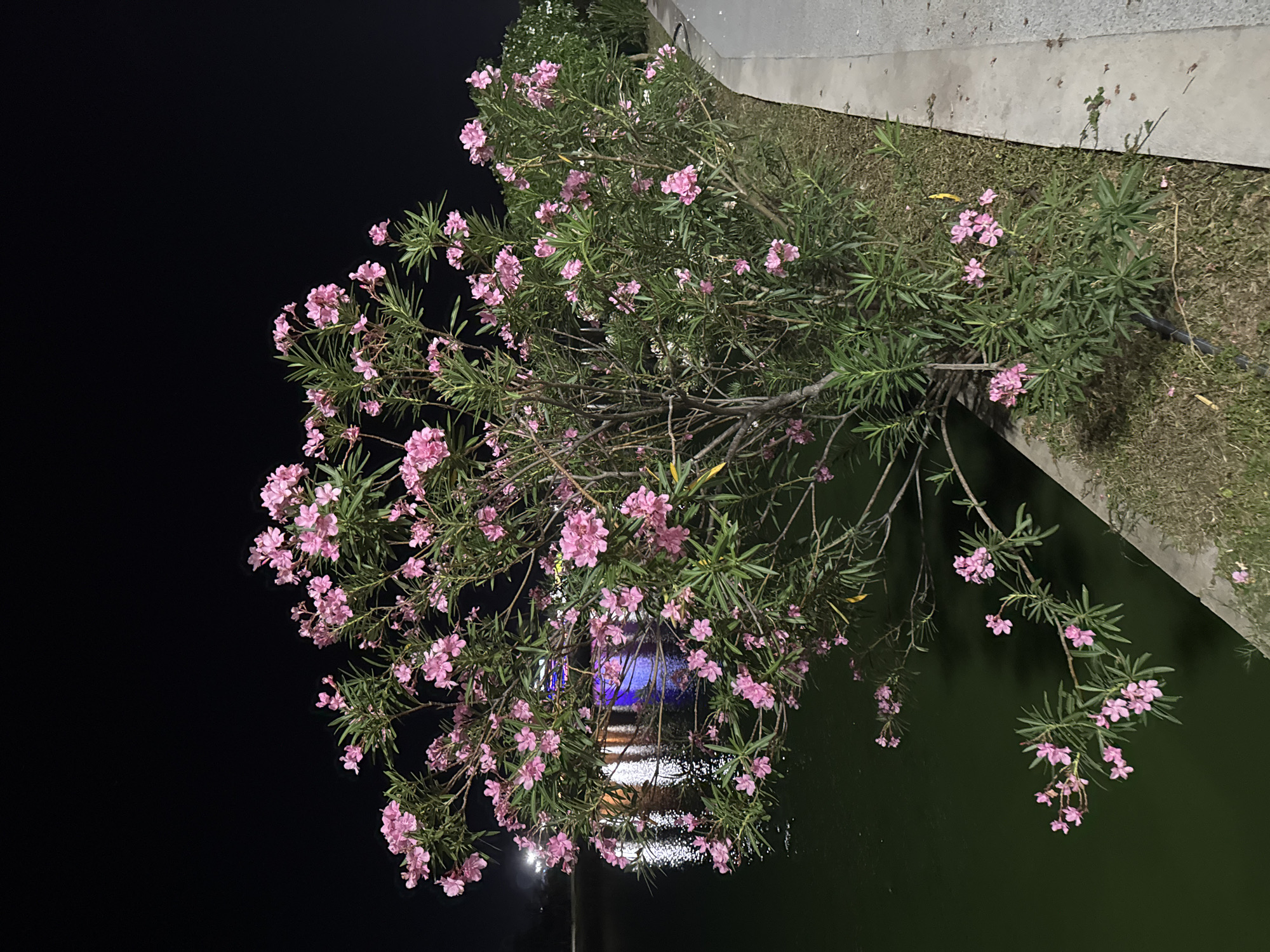 A cluster of pink oleander flowers with green leaves hangs over dark water. The scene is at night, possibly in Ko Samui, Thailand, as indicated by the location context. The flowers are vibrant against the dark backdrop, with some reflecting in the water. The water itself is a deep, murky green, with bright, white lights shimmering on its surface, suggesting artificial illumination nearby. To the right, a concrete structure and some dry grass can be seen, hinting at a man-made edge to the natural setting. The overall mood is serene, with the soft glow of the lights and the delicate flowers creating a tranquil atmosphere. There is no visible text in the image.