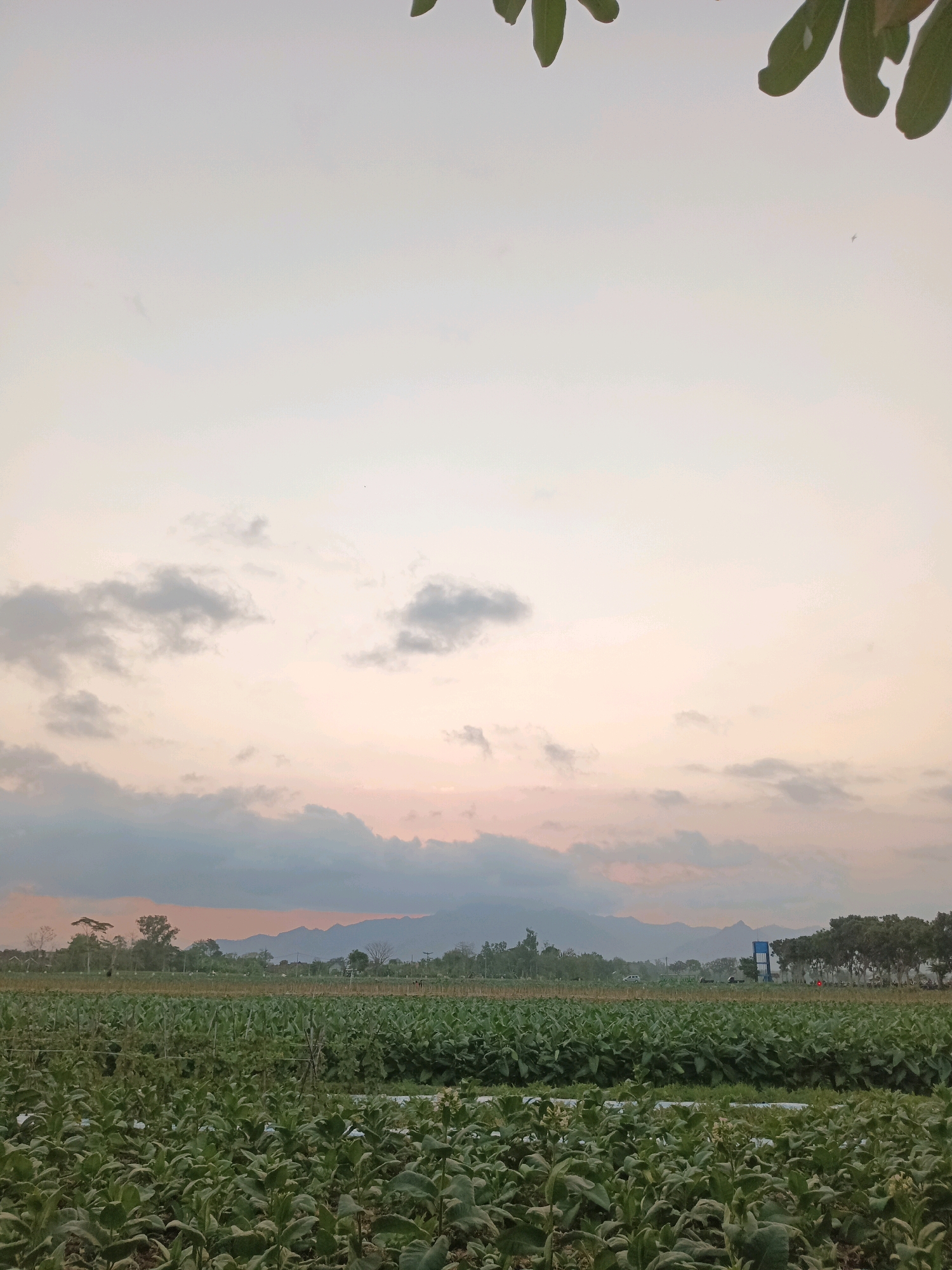 An aerial, wide shot shows an expansive agricultural field in Tawing, Indonesia, likely at dusk. The foreground is dominated by rows of lush, green tobacco plants stretching towards the horizon. In the midground, the field continues, interrupted by a few scattered trees and a water tower with a blue accent. Further in the distance, a line of mountains forms the backdrop, shrouded in a soft haze. The sky above is a canvas of pale orange and pink hues, with scattered grey clouds, indicating the transition from day to night. The overall impression is one of serene agricultural vastness under a twilight sky.