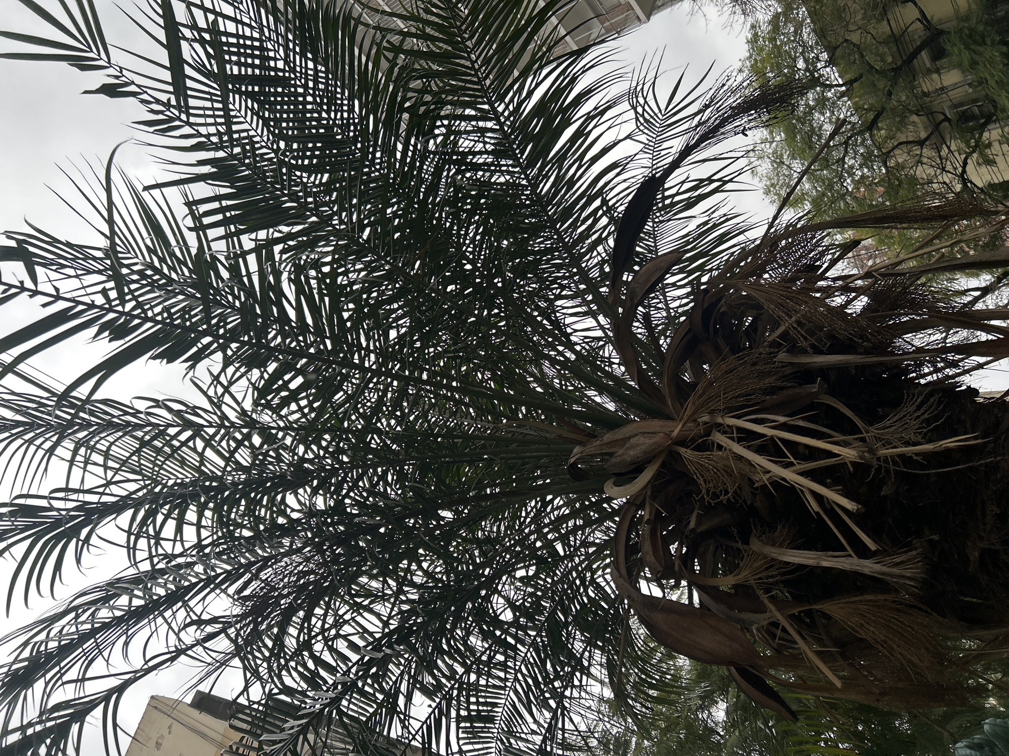 The image shows a close-up of the fronds and trunk of a palm tree, viewed from below, with a slightly overcast sky in the background. The fronds are dark green and feathery, some drooping and others reaching upwards. The trunk is covered in dried, brown fronds and fibrous material. In the upper left and right portions of the image, parts of buildings are visible, suggesting an urban setting. The overall impression is of a mature palm tree in a city. Based on the architectural style of the buildings and the presence of palm trees, the location is likely Buenos Aires, Argentina. There are no people or specific actions depicted in the image.