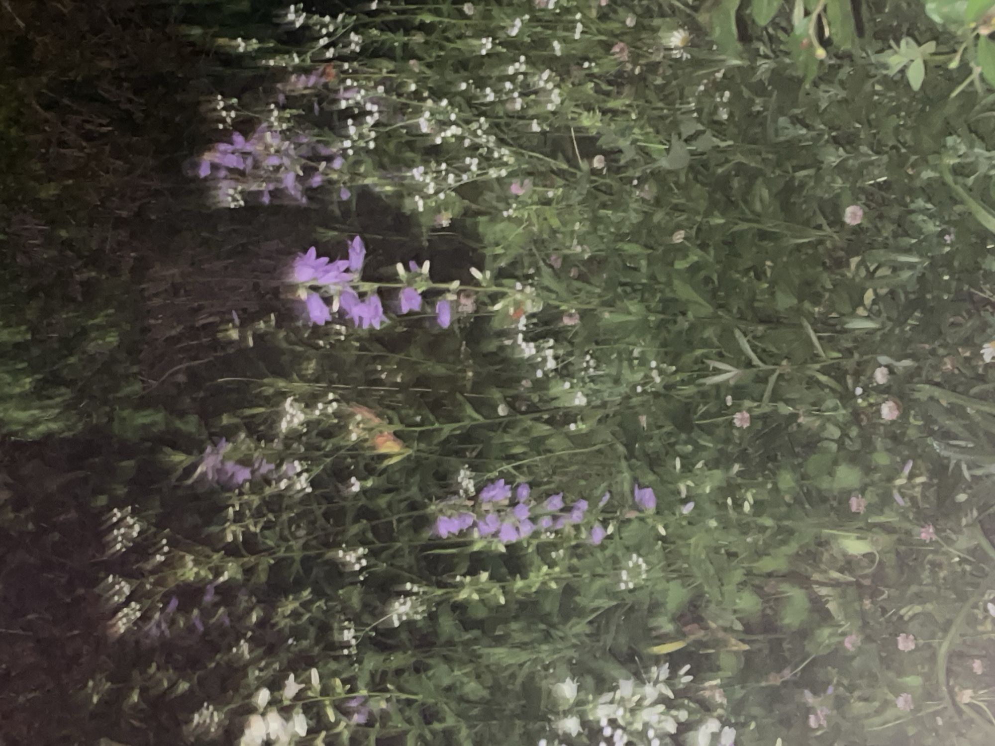 This is a close-up, low-light photograph of a dense cluster of flowering plants. The dominant colors are dark green foliage and varying shades of purple and white from the flowers. Several tall stalks with clusters of small, white flowers are visible throughout the scene. Interspersed among these are taller plants with elongated, trumpet-shaped purple flowers. Some of the purple flowers are in full bloom, while others appear to be buds or fading. The background is dark and indistinct, suggesting a natural environment such as a garden or wild patch of vegetation, possibly at dusk or in deep shade. There are no people or discernible man-made objects in the image. The scene is static, with no apparent action.
Given the request for the location in Krasnogorsk, Russia, and the nature of the image, it is impossible to confirm or deny this location based solely on the visual information provided. The image depicts a common botanical scene that could exist in many urban or rural settings.