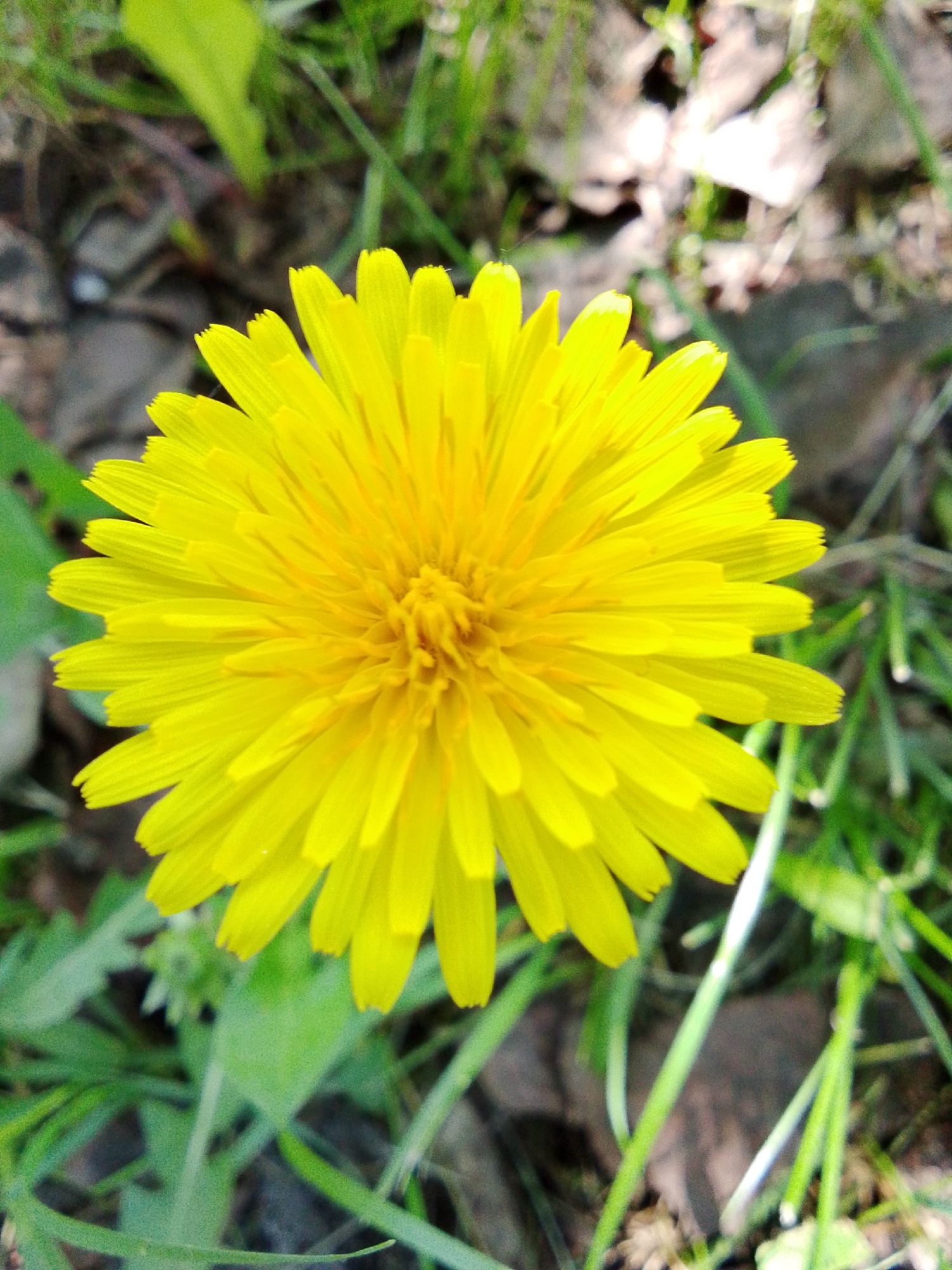 A detailed forensic description of the image:
The image showcases a close-up view of a bright yellow dandelion flower. The flower is in full bloom with numerous petals radiating outwards from the central core. The petals are narrowly spaced and appear to be slightly pointed at the tips. The flower is in sharp focus, while the background elements are blurred.
The background consists of green vegetation, primarily blades of grass, and some fallen leaves or debris scattered on the ground. The color palette is dominated by yellow and green.
The photograph appears to have been taken outdoors in natural light.
It is impossible to determine if the image was captured in the city of 1-Go Maya, Russia based on the visual elements of this image alone.