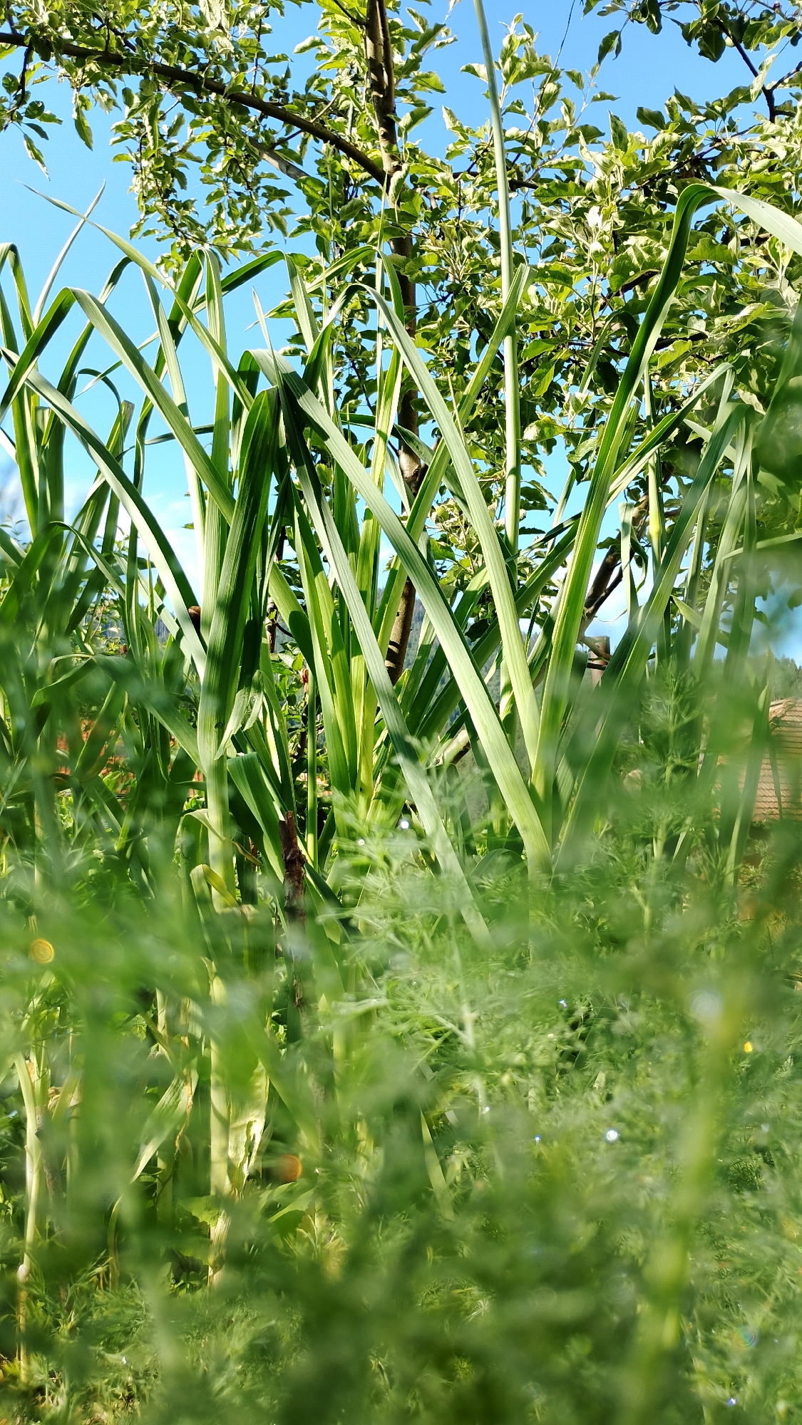 This is a low-angle, close-up shot of tall green plants in what appears to be a garden. The plants in the foreground are blurred, with thin, feathery leaves. Behind them are thicker, straighter stalks of green plants, possibly corn or a similar crop. Above and behind these, a tree with variegated green and white leaves is visible, with its branches reaching towards a clear blue sky. The overall impression is one of lush, overgrown vegetation bathed in sunlight. The context of Smolyan, Bulgaria, suggests this is an outdoor scene, likely in a rural or suburban setting, possibly a backyard garden or a field. No people or specific actions are depicted. The image focuses solely on the natural elements.