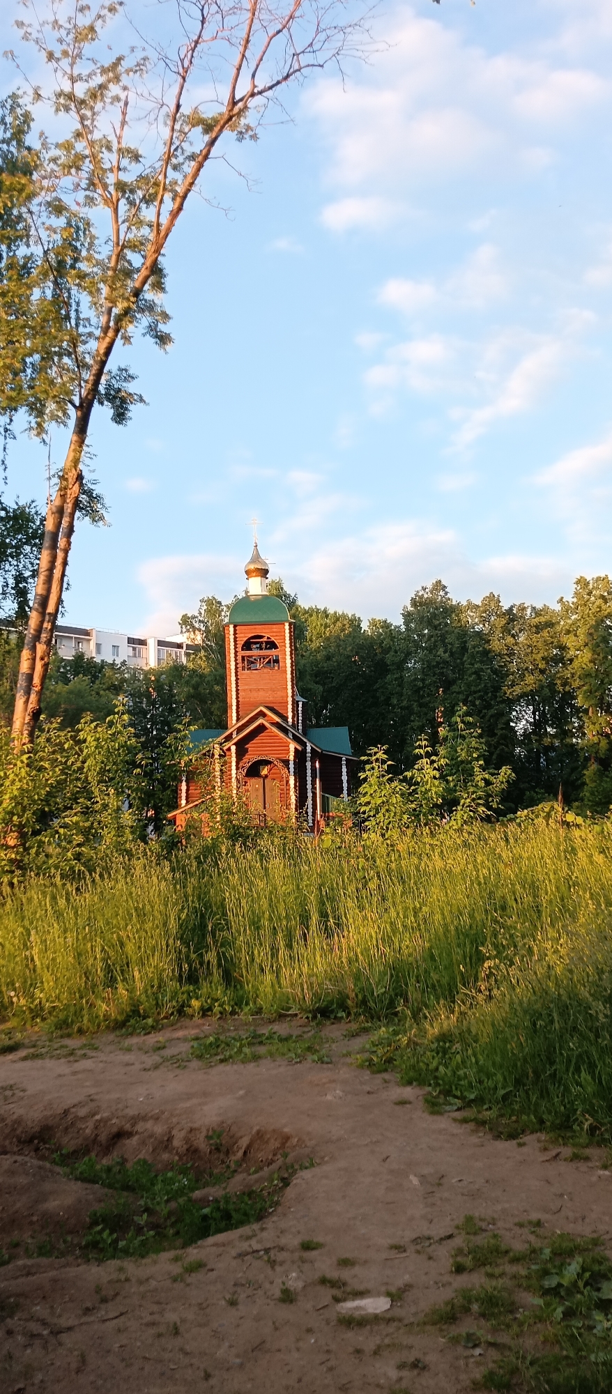 The image captures a scene in the city of Chaikovsky, Russia, featuring a wooden church amidst vegetation under a blue sky. The foreground is dominated by a dry, uneven dirt path, exhibiting a slight depression or ditch on its left edge and interspersed with small patches of green foliage. Adjacent to the path, tall green-yellow grass and various bushes extend into the midground, illuminated by warm sunlight.
Centrally positioned in the midground is a small, traditional wooden church constructed from reddish-brown logs or planks, detailed with white trim along corners and window frames. The church possesses a green roof and a prominent bell tower with an open belfry. The tower is capped by a golden onion dome surmounted by an Orthodox cross. The surrounding natural environment includes dense green trees and bushes, partially obscuring the lower and side sections of the church.
In the background, beyond the immediate cluster of trees, several multi-story white buildings with dark roofs are visible, indicating an urban or suburban area. The sky above is a clear, light blue with sparse white cumulus clouds. The lighting suggests either early morning or late afternoon, characterized by long shadows and direct illumination on the church's right side and the foreground grass. No human or animal subjects are present in the frame.