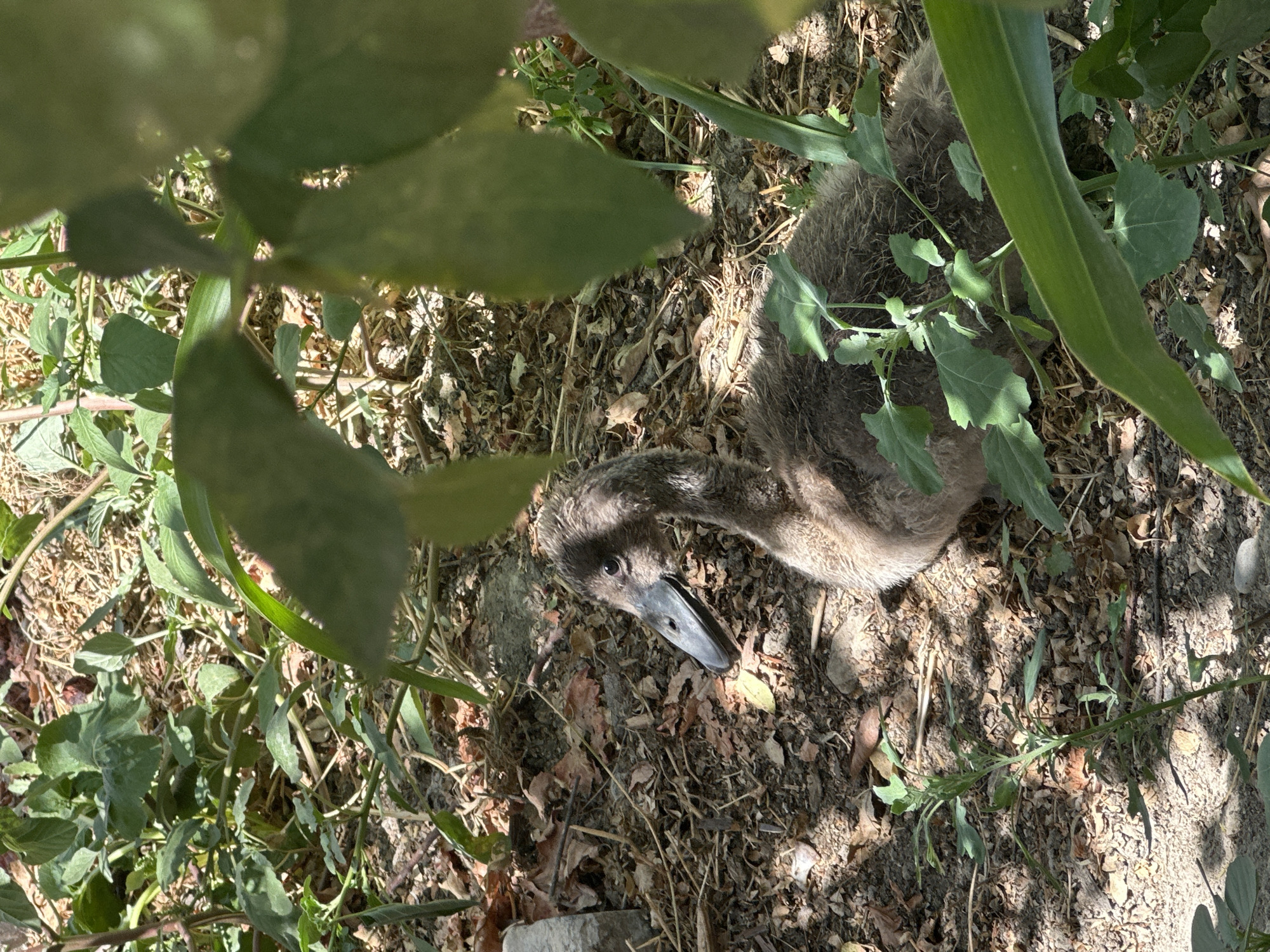 A young, dark gray duckling is lying on the ground, partially obscured by green leaves and dappled sunlight. The duckling's head is turned to the left, and its beak is open. The ground is covered with dry leaves, twigs, and soil. The environment suggests an outdoor, natural setting. The scene is located in Kogon City, Uzbekistan.