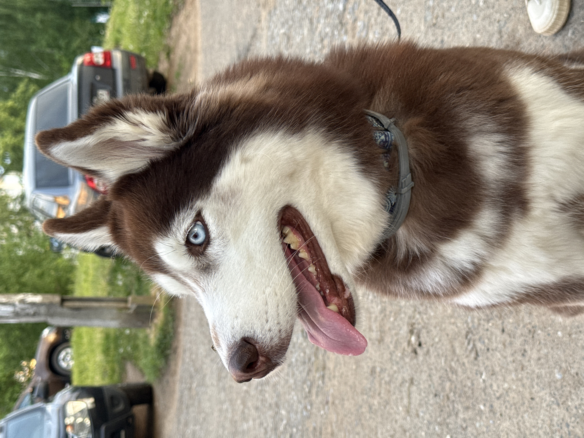 A close-up shot captures a husky dog in an outdoor setting. The husky has brown and white fur, one striking blue eye, and its tongue is hanging out. The dog is wearing a gray collar and is leashed. The background includes parked cars, greenery, and appears to be a paved road or pathway. The image was taken in the city of Chaikovsky, Russia.