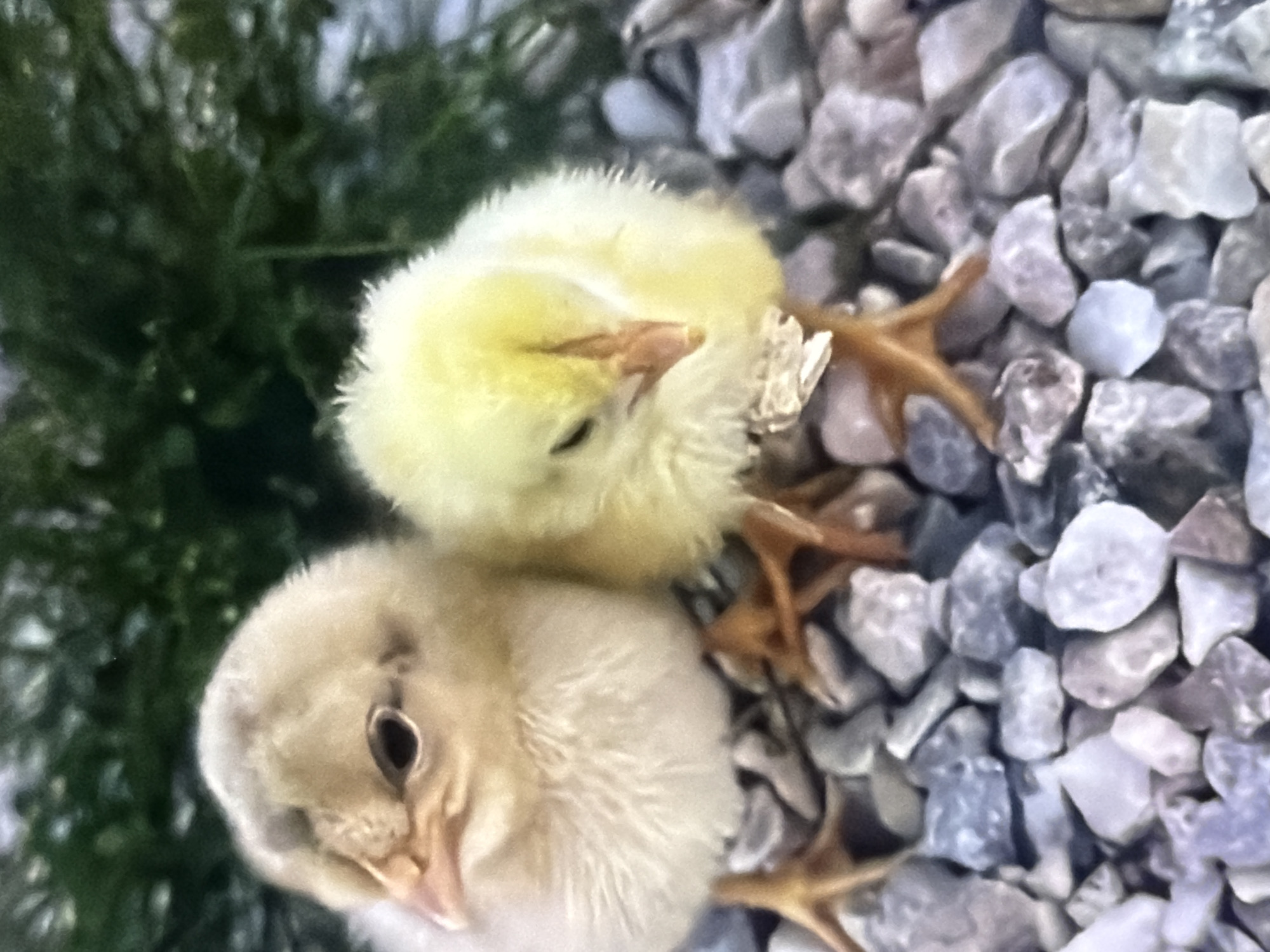 Two chicks, one light brown and one yellow, are perched on a bed of gray and white pebbles. The light brown chick is on the left, facing left with its head slightly tilted. The yellow chick is on the right, facing forward and downward, appearing to be pecking at something near its feet. In the background, a blurry green plant provides a soft contrast to the sharp details of the chicks and pebbles. The scene is devoid of any human presence or urban elements typically found in Bukuru, Nigeria.