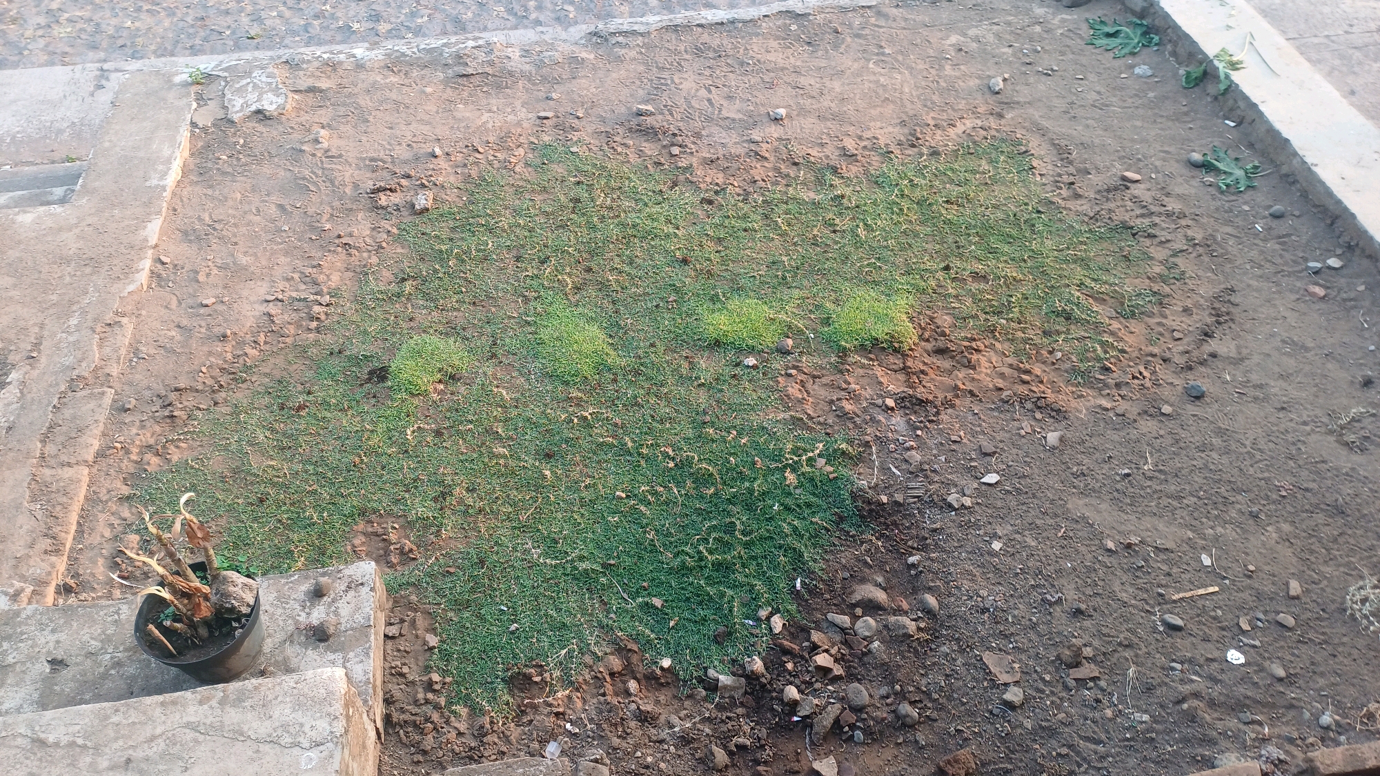 The image depicts an outdoor scene in Wonokerso, Indonesia, showing a patch of ground with sparse green grass and dry soil. On the left side of the image, a concrete staircase leads down to the ground. A black plastic pot containing a dry, withered plant with thin, light-colored stems is placed on the top step of the staircase. The ground area is predominantly dry earth with scattered rocks and some clumps of short, vibrant green grass growing irregularly. In the background, a paved area with faint leaf patterns is visible. The overall environment appears somewhat neglected, with evidence of dry vegetation and rough terrain.