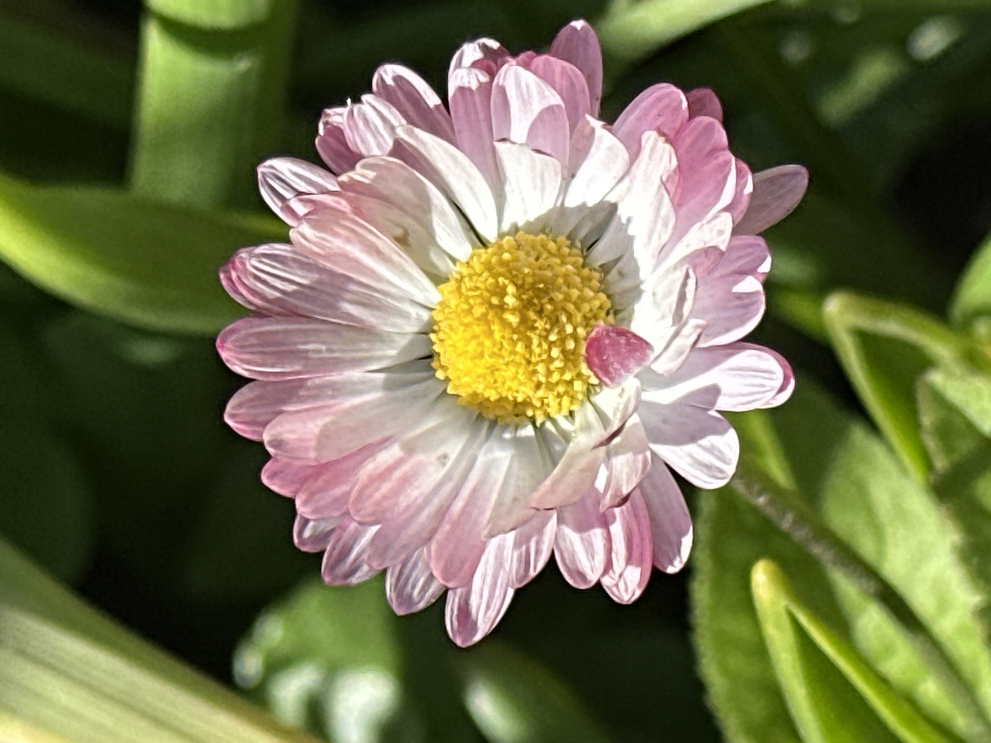 The image features a pink and white daisy-like flower with a bright yellow center. The flower is surrounded by green foliage. The exact location in Minsk, Belarus is not specified, but the image suggests an outdoor setting with natural light.
