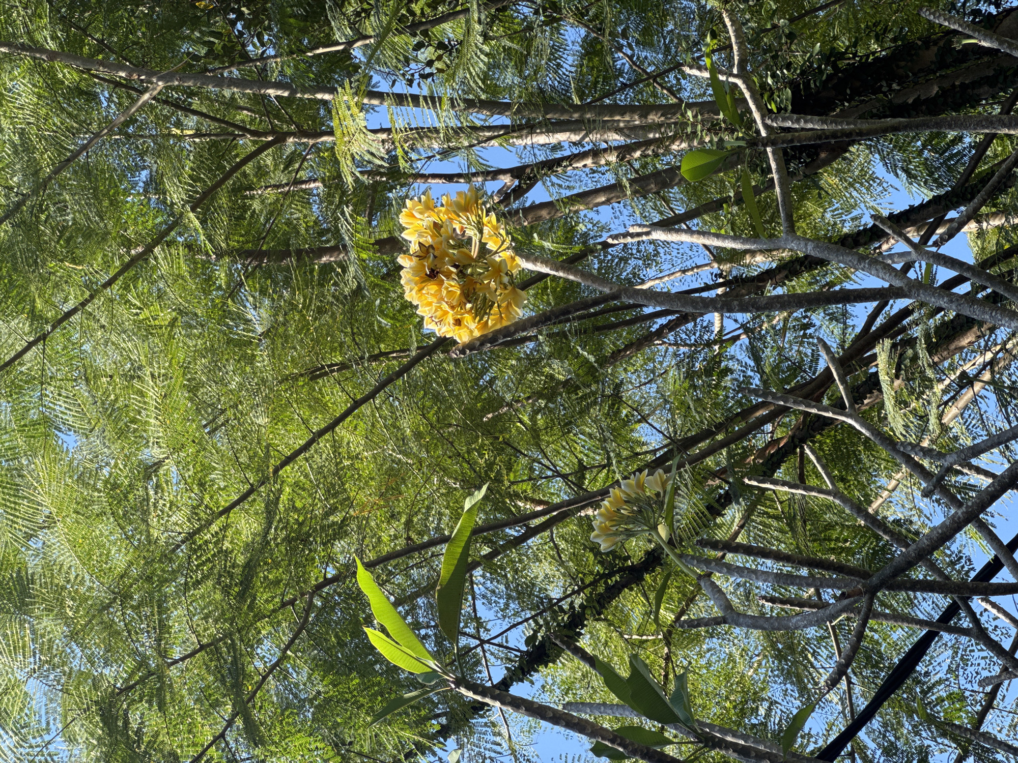 The image provides an upward perspective into a dense canopy of trees against a clear blue sky, capturing a vibrant tropical setting. The scene is dominated by various branches and abundant foliage.
Two distinct types of trees are visible. One features numerous fine, feathery, bright green leaves that form a delicate, light-filtering canopy. Interspersed among these are thicker, smoother, light grey-brown branches belonging to another tree, which extend robustly across the frame.
A prominent cluster of bright yellow flowers is a focal point, hanging from one of the thicker branches in the upper-middle section. These flowers are densely packed, forming a rounded, full bloom. A smaller cluster of lighter yellow or creamy white flowers is also visible towards the bottom right, attached to another thick branch. The appearance of these blooms suggests they may be Plumeria (Frangipani), commonly found in tropical regions.
The sky, visible through gaps in the foliage, is a vivid, clear blue, indicating sunny weather. The natural lighting suggests it is daytime, likely morning or early afternoon. No specific activity or event is taking place; it is a static capture of natural beauty. There is no visible text. The lush natural growth and specific flora are consistent with the tropical environment of Kuta Selatan, Indonesia.