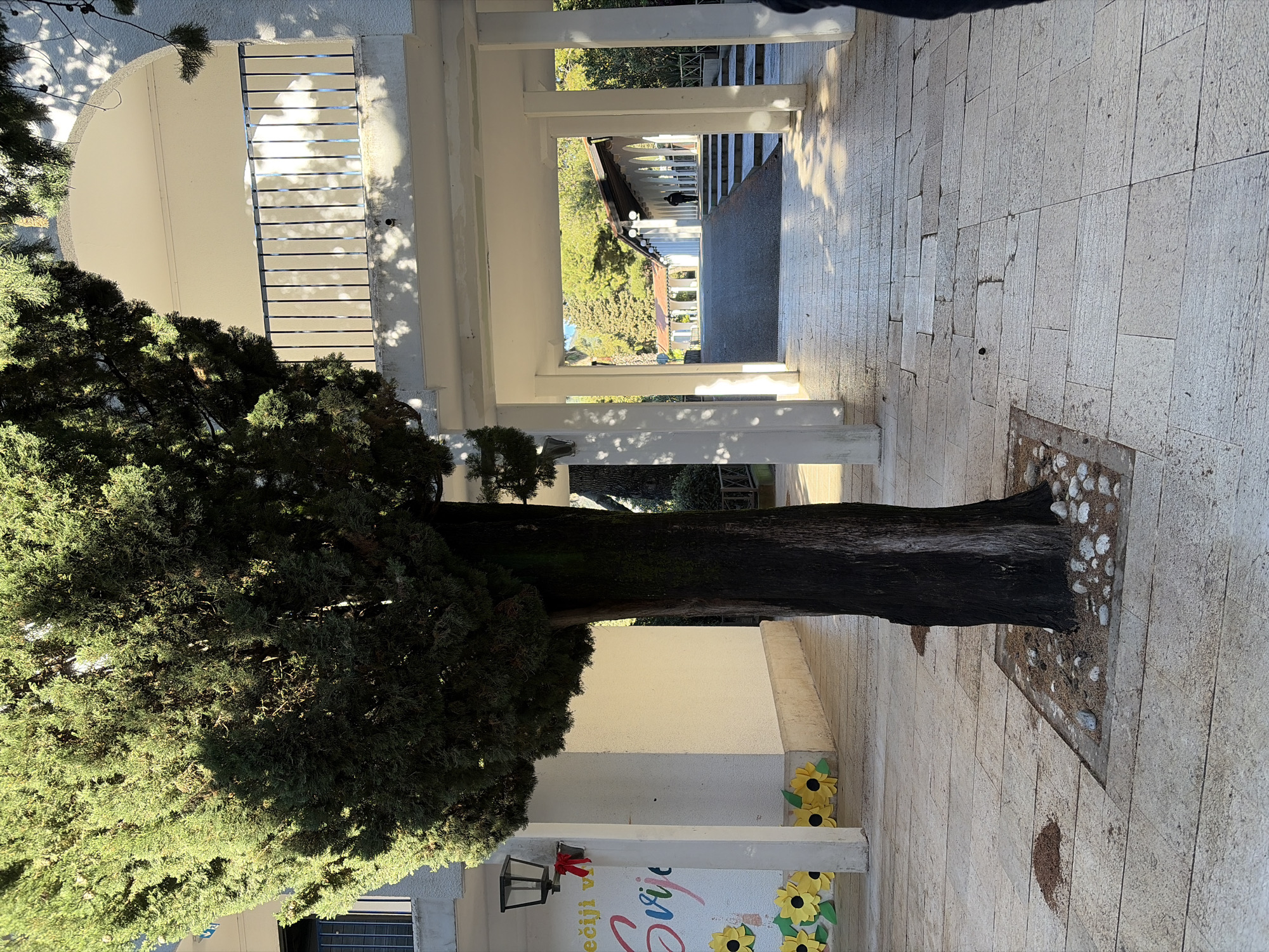 This image captures an outdoor architectural environment in Budva, Montenegro. A large evergreen tree with a dark, textured trunk stands centrally on a paved surface. The tree's base is enclosed by a square section of ground containing small white pebbles and reddish-brown organic material. A distinct pile of similar reddish-brown debris is present on the adjacent light-colored stone tile pavement. The paving consists of rectangular stone tiles, some showing minor cracking and discoloration.
To the left of the tree, a white building wall features a black metal lantern-style light fixture from which a red bow is suspended. Below the fixture, a mural or sign displays colorful script, partially readable as "ečiji v Svi," accompanied by a row of yellow sunflower cutouts at the base of the wall. An upper window with blue horizontal blinds is partially visible behind the tree.
The scene includes multiple white architectural structures composed of pillars and arches. An upper balcony with a black metal railing is visible above and to the right of the central tree. Through a series of white pillars forming a covered walkway, a paved path extends into the background. This path leads to a distant, elongated white building with a tiled, reddish-brown roof and multiple arched openings. A solitary individual, dressed in dark attire, is discernible standing within one of these distant arched openings.
Bright sunlight illuminates the scene, casting pronounced shadows from the tree and buildings. Additional green foliage and trees, including a palm, are visible in the background. A small portion of a person's dark clothing is visible at the bottom right edge of the frame.