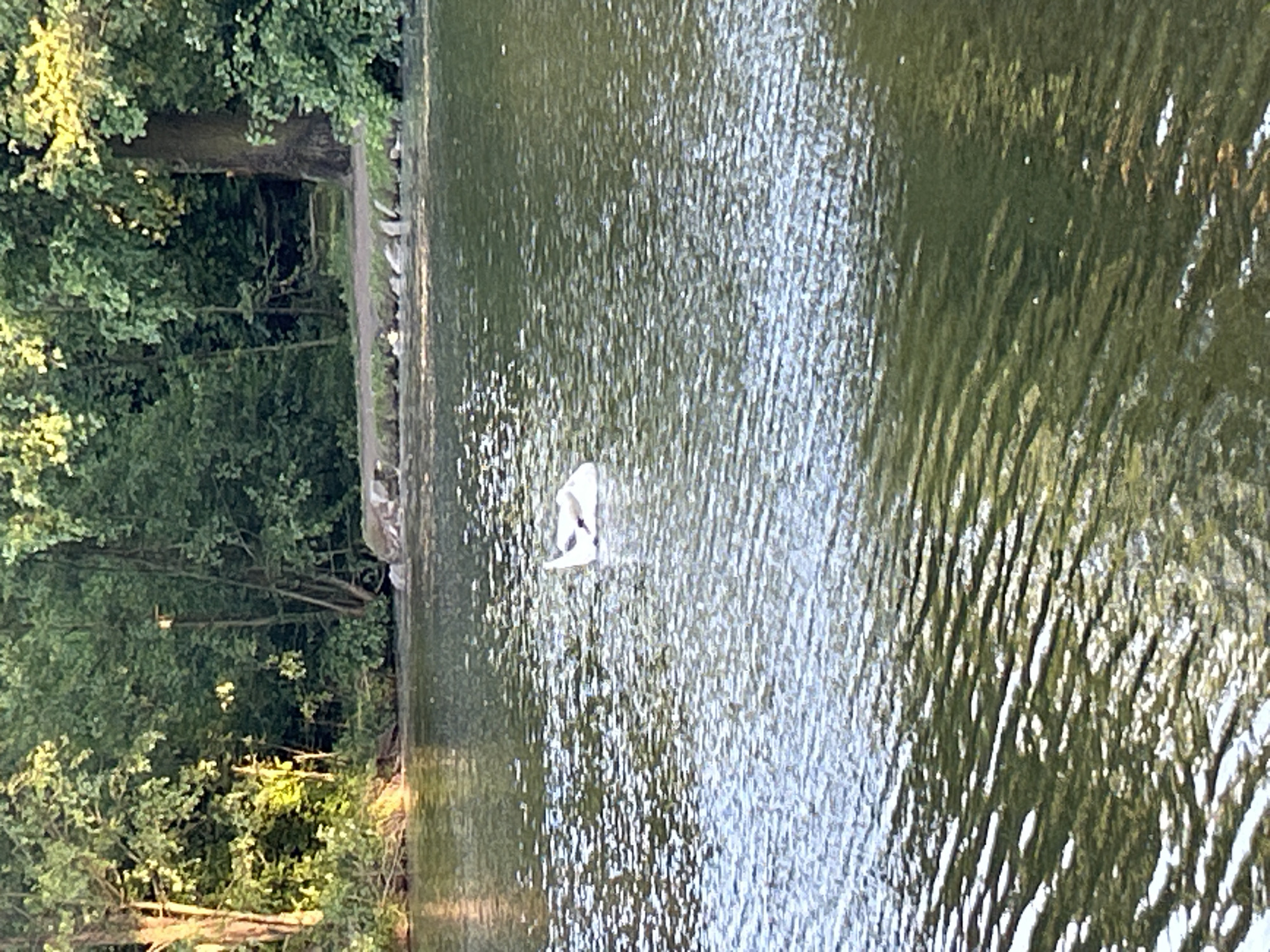 The photograph depicts a body of water, likely a section of the Ill River, adjacent to a tree-lined bank within the city of Strasbourg, France. A swan is present in the water. The photo is taken from a higher angle.