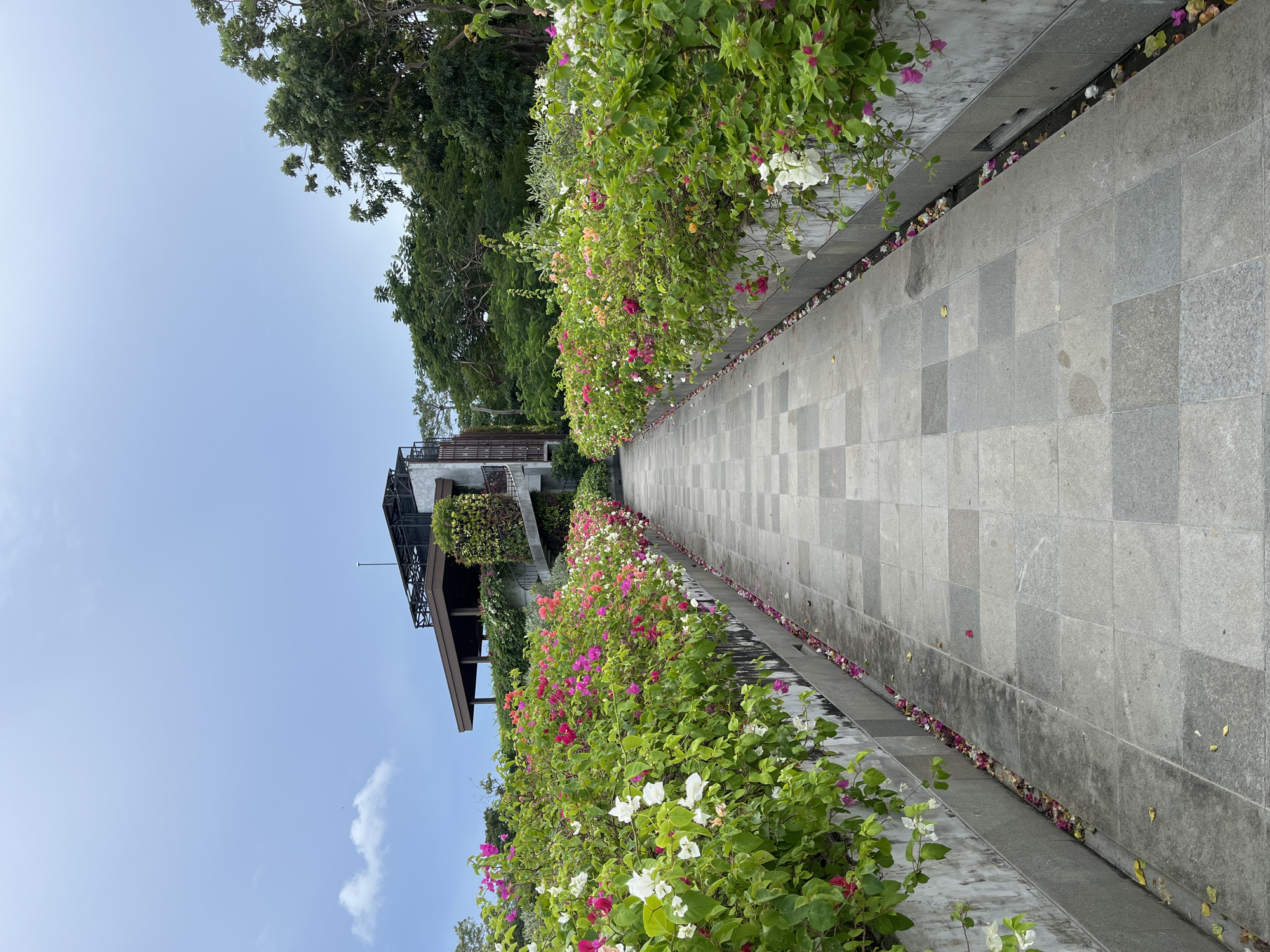 The image displays an inviting outdoor pathway, stretching into the distance, flanked by vibrant flowering hedges and leading towards a modern building under a clear blue sky. The pathway is paved with square, light grey tiles of varying shades, creating a checkerboard pattern.
On both sides, dense bushes, primarily bougainvillea, burst with colorful blossoms in shades of pink, white, and red/orange, contrasting with their lush green leaves. Many petals from these flowers have fallen, scattering along the edges of the pathway and collecting in a narrow drainage channel that runs alongside the hedges.
In the mid-ground, receding on the left side of the path, stands a multi-story building featuring contemporary architecture. It has dark-colored elements, possibly wood or metal, and some balconies or terraces adorned with greenery. Large, verdant trees frame the upper left side of the image and rise behind the building, adding to the tropical ambiance.
The sky above is bright and clear blue, with just a few faint, wispy white clouds visible. The scene suggests a sunny day, likely in a resort or well-maintained garden area, evoking a sense of tranquility and natural beauty. No people or visible text are present in the image.