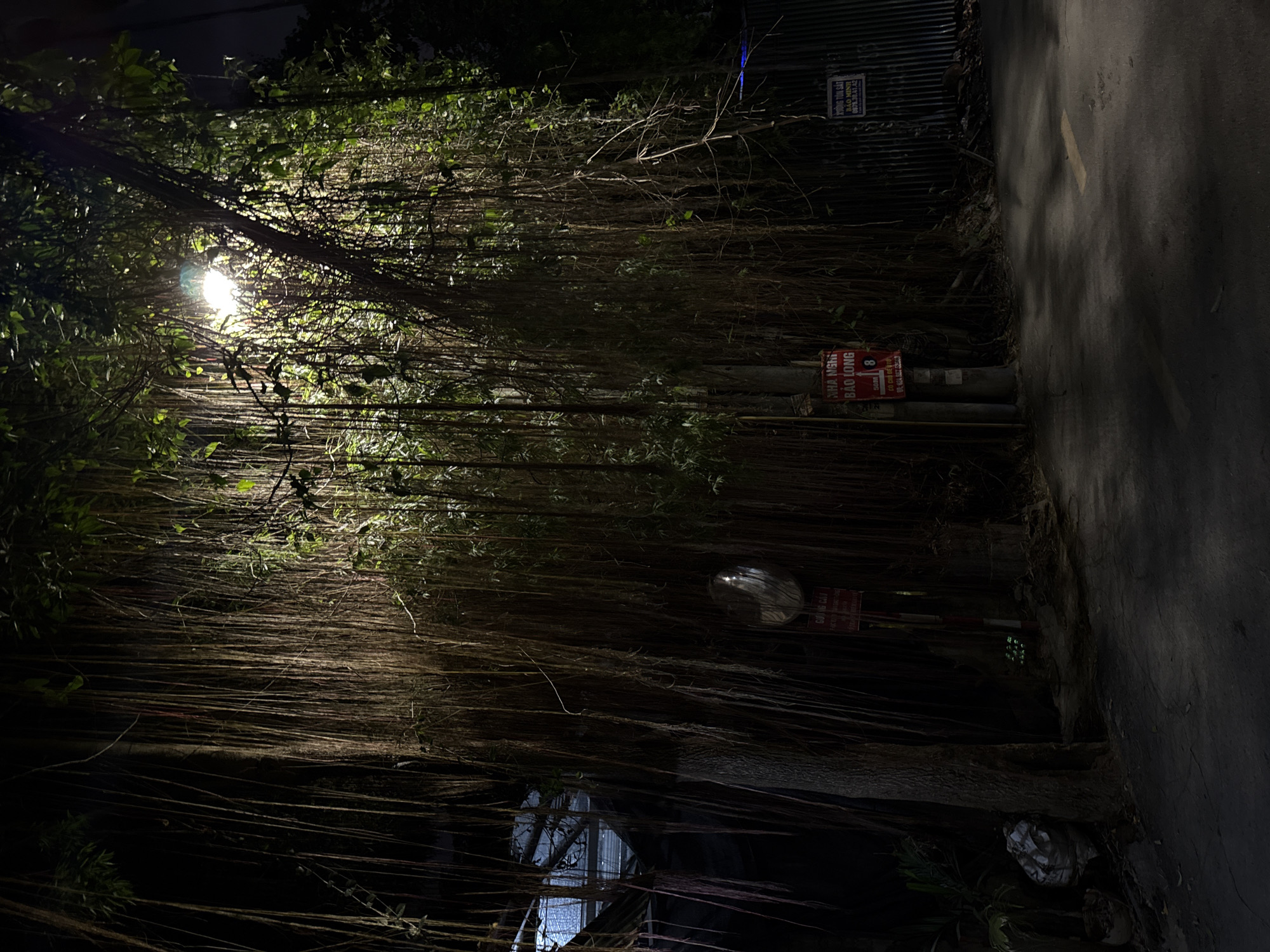 The image depicts a dimly lit street in Hà Nội, Vietnam, at night. A bright street lamp shines through dense vegetation, likely hanging vines or roots from trees, creating a tunnel-like effect. The street surface is dark asphalt, and a corrugated metal fence lines the right side of the road. Signs are visible on poles, with Vietnamese script. A convex mirror is mounted on one of the poles. A small amount of trash is at the bottom of the frame. The scene has an eerie and isolated feel.