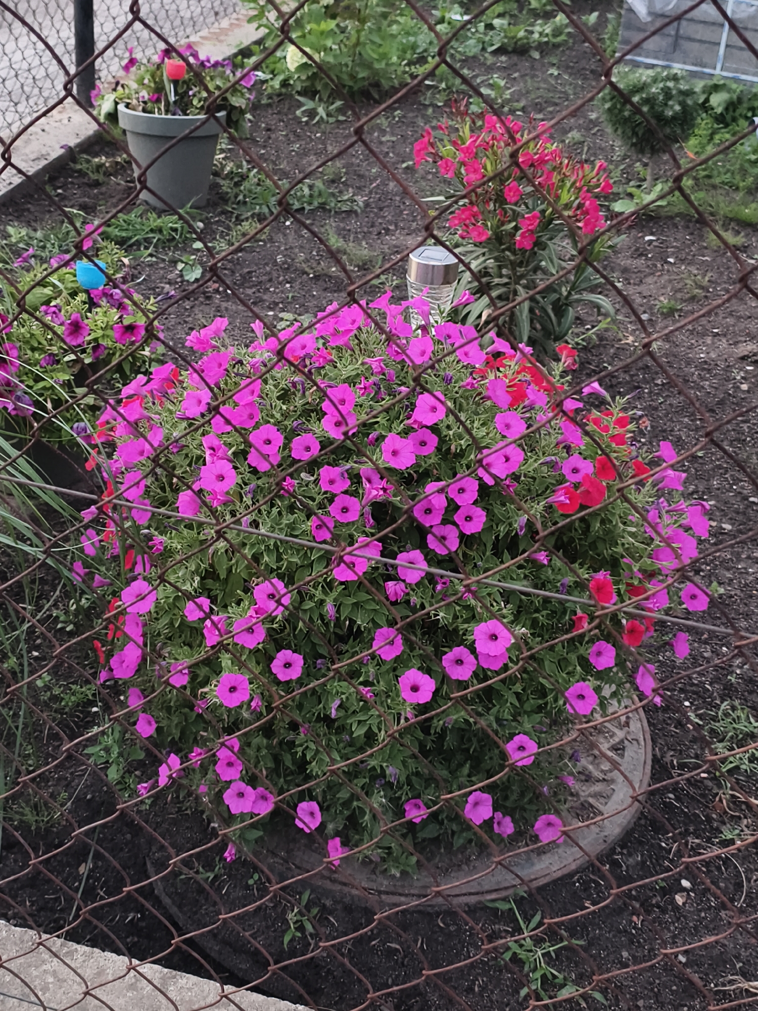 The image shows a lush bush of pink petunias in a garden setting, viewed through a diamond-patterned chain-link fence. The petunias are in full bloom, with some red flowers interspersed. A solar garden light is visible behind the bush, and a few other plants and garden elements are present in the background, including a grey pot with a red flower, and some green foliage. The ground is dark soil, and there is a circular metal structure partially visible beneath the petunias. The scene appears to be a residential garden, possibly in a suburban area of Tczew, Poland, given the commonality of such flora and garden features. The lighting suggests it might be dusk or an overcast day.