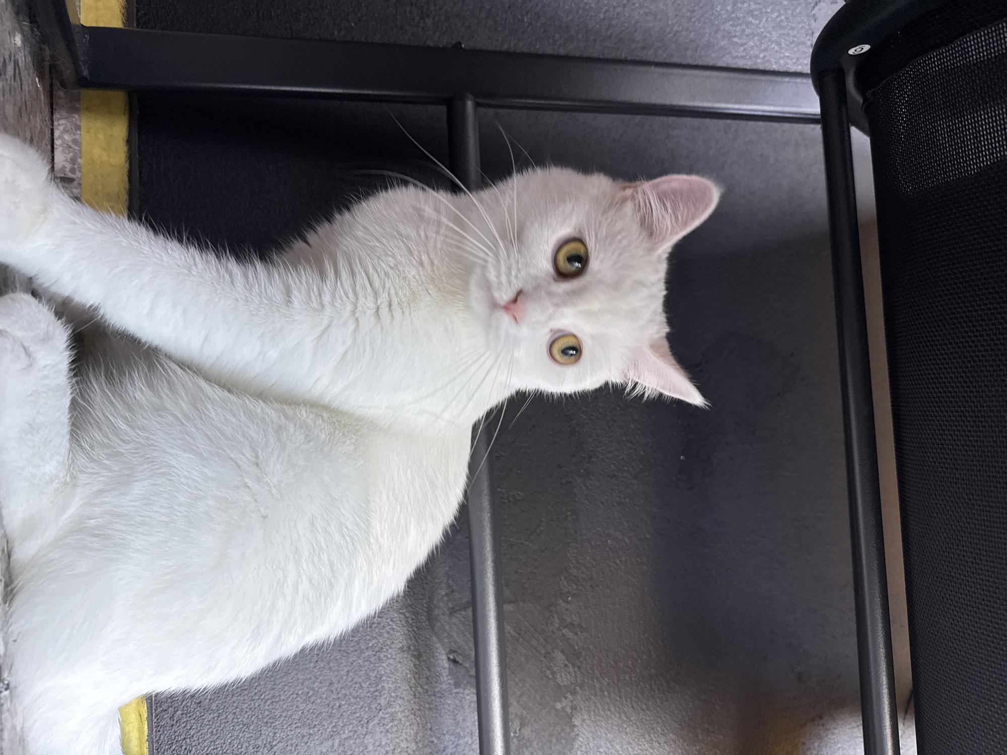A white cat with yellow eyes is sitting in front of a dark gray wall and a black metal structure. The cat is looking to the left of the frame. There are yellow and gray horizontal lines at the bottom of the image.
