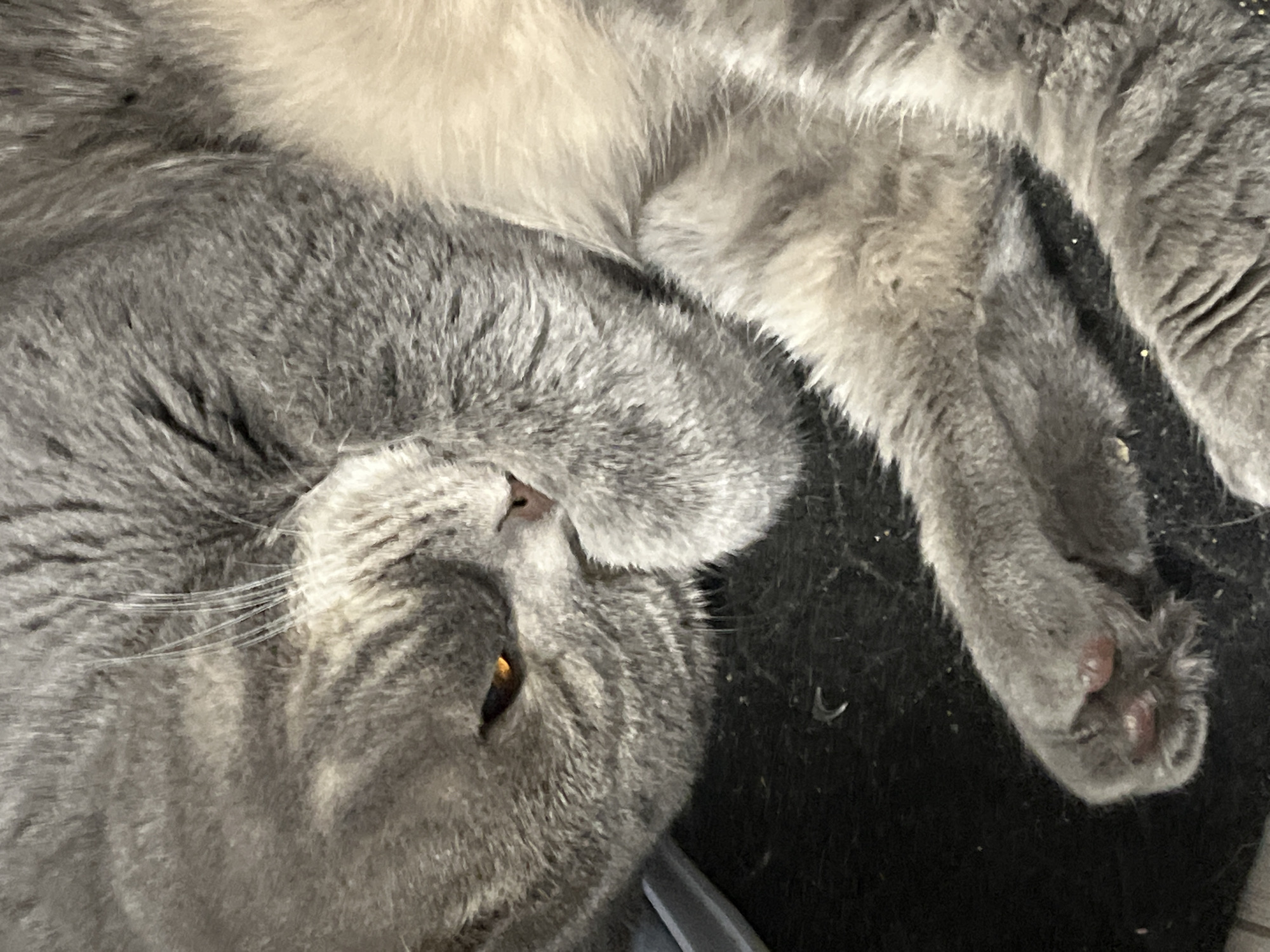 A close-up photograph depicts a gray cat lying on its back. The cat's head is positioned in the lower left corner of the frame, with one amber eye visible. The cat's nose is small and pink. The cat's body extends diagonally across the upper portion of the image. The background is dark and appears to be a rough surface. The image does not contain any information that indicates a location within the city of Chaikovsky, Russia.