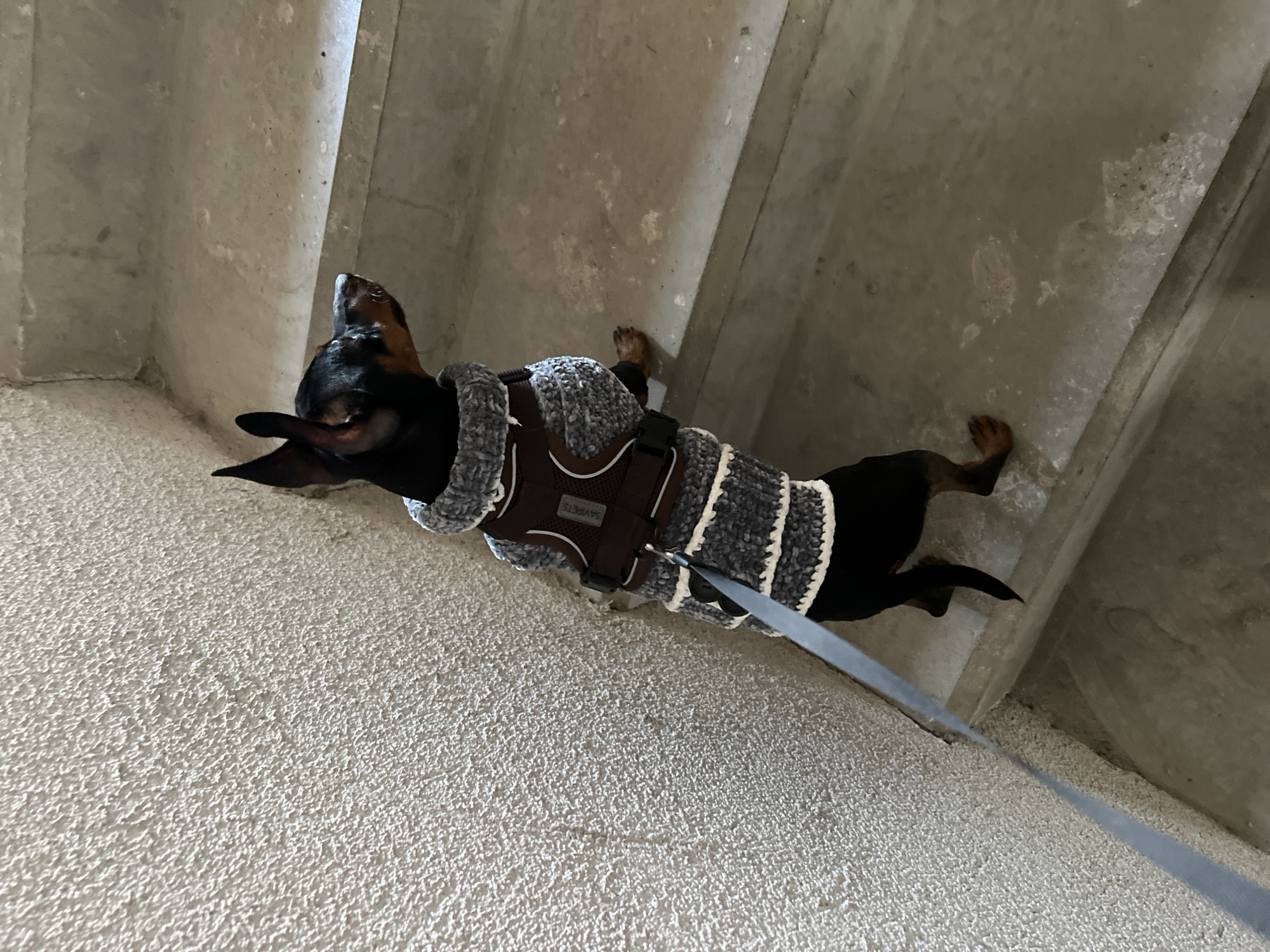 A black and tan dachshund wearing a grey and white striped sweater harness is standing on a textured, light-colored surface in what appears to be an indoor space. The dog is facing upwards and to the left. A grey leash is attached to the harness and extends out of the frame towards the bottom right corner. The backdrop consists of various concrete surfaces, creating an enclosed or confined area that has a rough, aged texture. No other individuals or objects are discernible within the scene. The location appears to be indoors, though there is no indication that this image was taken in the city of Saint Petersburg, Russia.