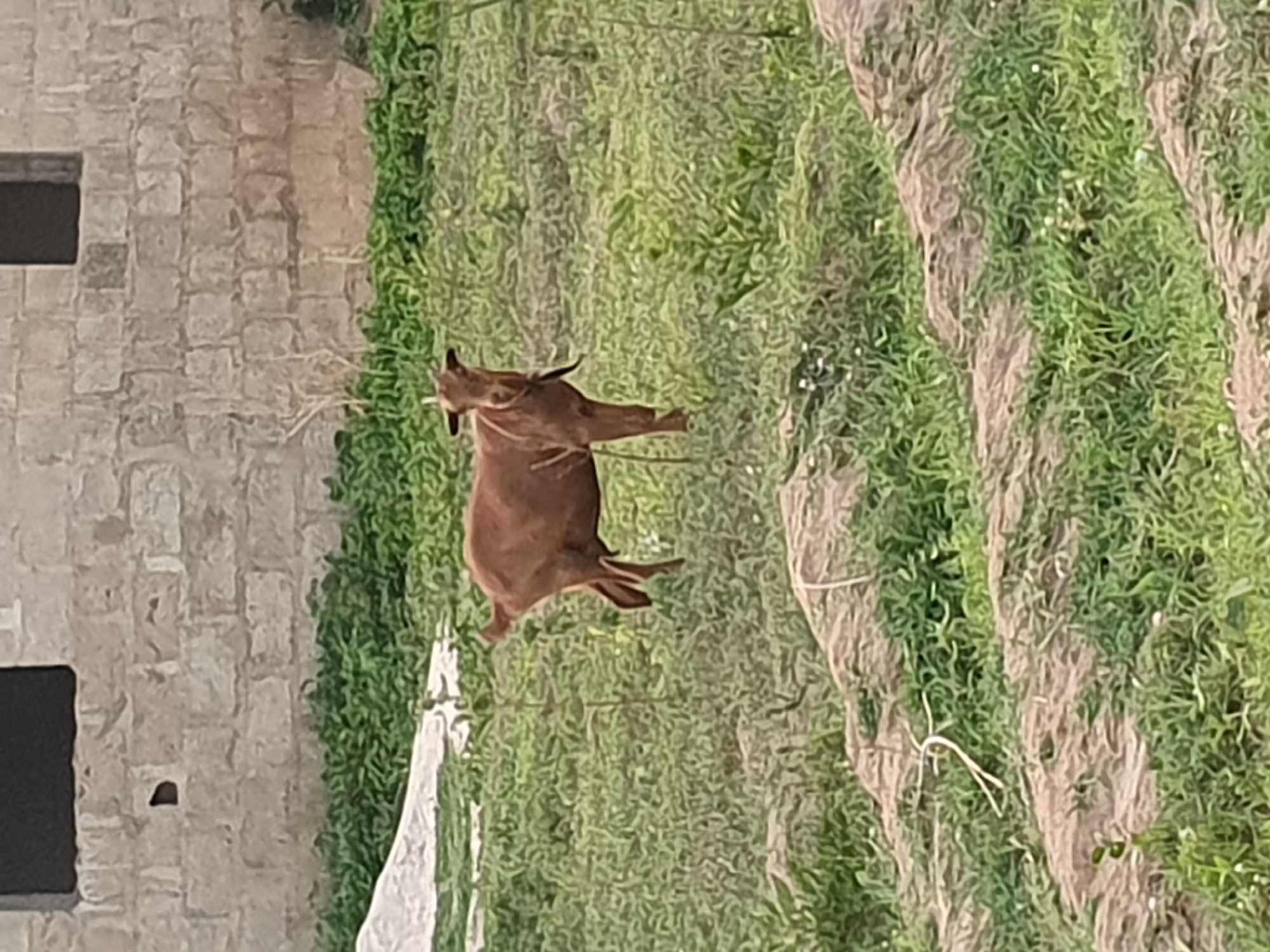 The image depicts a brown goat standing in a grassy field near a stone building with a window. The location is Bana Stream, Nigeria. The goat is the primary subject of the image. The field consists of a pattern of rows, possibly indicating cultivated crops. The environment is rural with both natural and man-made elements present.