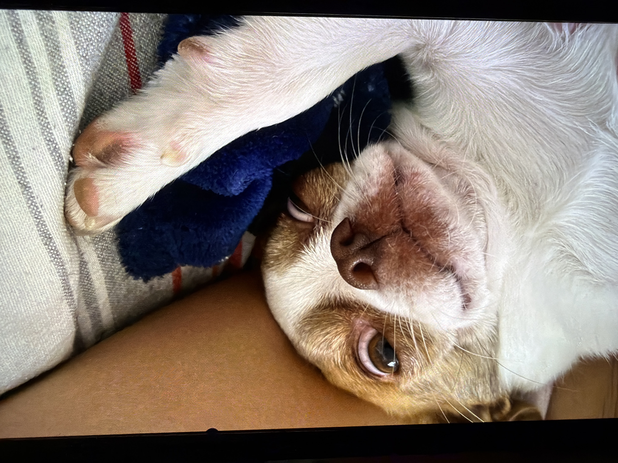 A close-up, angled image depicts a small, light brown and white dog lying upside down. The dog's face, particularly its nose and one visible eye, is prominent. The dog is resting on a striped pillow and a blue, plush blanket. A human arm is visible beneath the dog. The background is out of focus, providing no discernible location information.