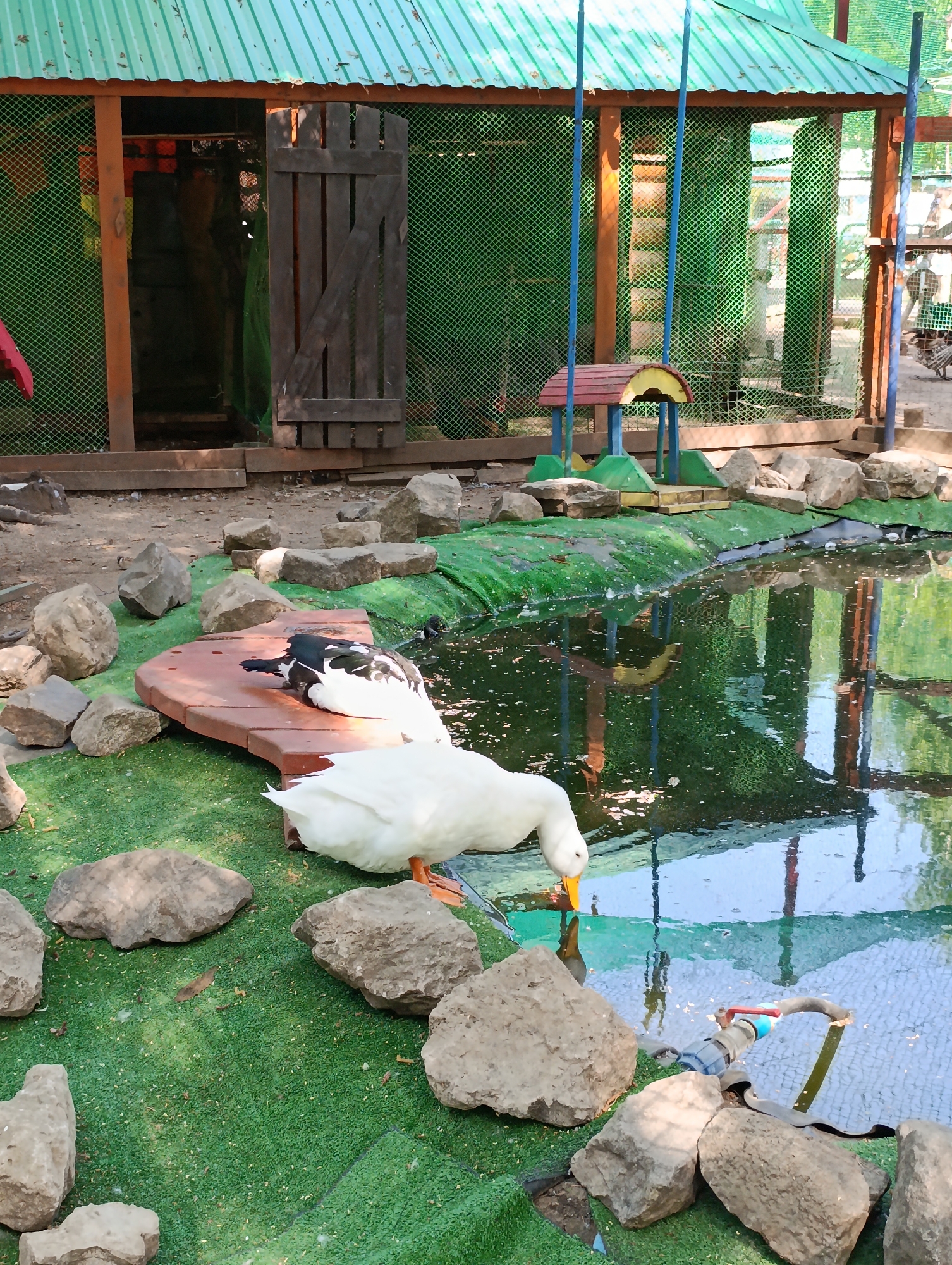 A medium shot displays a pond area with ducks in an outdoor setting, possibly a park or farm, in Unknown, Unknown. The immediate foreground is occupied by artificial green turf, interspersed with irregularly-shaped, light-colored rocks, predominantly beige in tone. A white duck with an orange bill bends its neck to drink from the pond.
The water surface of the pond reflects the surrounding environment, including the roof and structural elements of a building. In the center, a red, wooden platform sits partially in the pond, supporting a black and white duck that is lying down. Behind the platform and ducks, there is a small, colorful play structure adjacent to the pond's edge.
The backdrop features a building with a green corrugated metal roof and green mesh walls, providing shelter or enclosure. A wooden door is slightly ajar. The environment suggests a controlled natural habitat or recreational area.