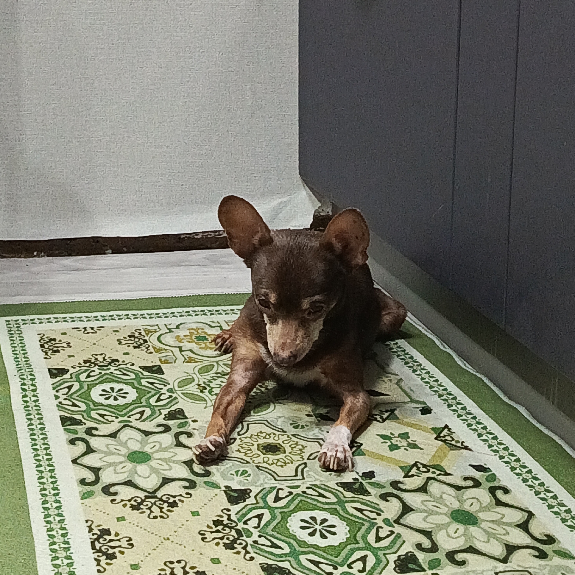 A brown Chihuahua dog is lying on a rug. The rug is patterned with green and white floral designs. The dog has large ears and is looking downward. The background consists of a white wall on the left and a dark gray cabinet or wall on the right. The location is not identifiable as being in the city of Марковский, Russia based on the image alone.