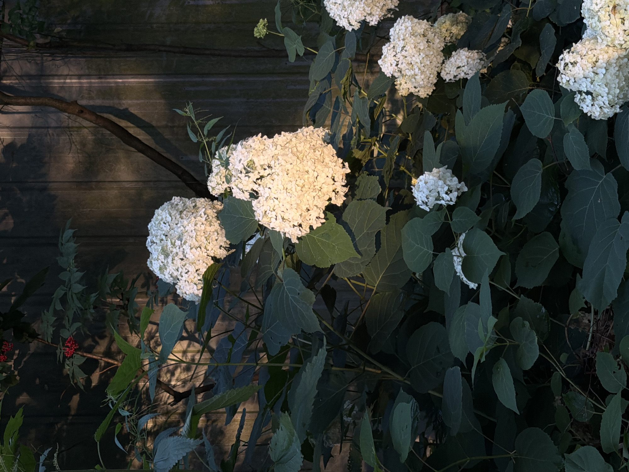 In Udelnaya, Russia, a dense cluster of white hydrangeas with large, voluminous blooms is captured in the evening light against a weathered wooden fence. The setting sun casts a warm glow on the flowers, highlighting their intricate textures, while the surrounding large, dark green leaves are partially shadowed. A thin, dark branch from an unseen tree extends diagonally across the frame, its shadow visible on the fence. In the upper left portion of the image, a small cluster of bright red berries can be seen on a thinner branch amidst the foliage. The overall environment suggests a garden or natural setting adjacent to a fence.