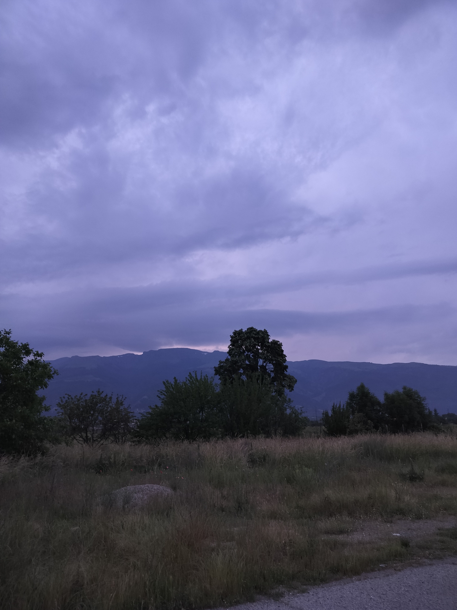 The image depicts an outdoor landscape scene in Tazha, Bulgaria, under low light conditions, likely at dusk or dawn, with a prominent overcast sky. The sky, occupying approximately the upper two-thirds of the frame, is a uniform purplish-blue hue with diffuse cloud formations, showing no direct sunlight. A range of dark blue-grey mountains forms a silhouetted horizon line across the middle of the image, appearing distant and indistinct. Below the mountains, the midground consists of darker, undefined terrain with sparse, silhouetted trees. The foreground is dominated by tall, unkempt grasses, primarily golden-brown and green, indicating an untended area. A large, grey, irregularly shaped rock is embedded within the tall grass in the left-center foreground. Several dark green trees are positioned in the foreground and midground; a dense-canopied tree stands prominently on the left, partially obscuring the distant landscape, and another is visible on the far right. A section of a light grey dirt or gravel path is visible along the bottom right edge of the frame. No individuals, animals, or specific actions are discernible within the scene.
