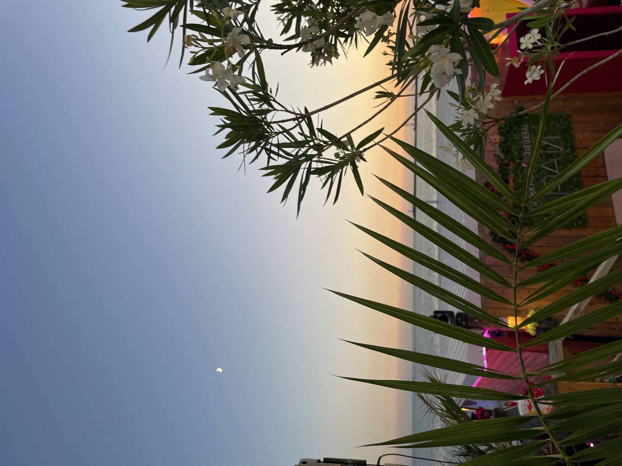 The image depicts an evening scene at a beach club or resort in Sochi, Russia. The sky is a gradient of blue transitioning to hues of orange and yellow near the horizon, indicating sunset. A crescent moon is visible in the upper left quadrant of the sky. In the foreground, the sharp, pointed leaves of a palm tree are prominently featured, partially obscuring the view of the background. To the right, a flowering oleander bush with white blossoms adds a touch of delicate beauty to the scene.
Beyond the foliage, a body of water, likely the Black Sea, stretches to the horizon. Faint structures, possibly piers or distant lights, are visible across the water. Closer to the foreground and in the middle ground, elements of a beachside establishment are discernible. These include a speaker or lighting equipment on the far left, a pink structure that could be a bar or stage, and wooden fencing adorned with artificial greenery and neon lettering that appears to spell out "PRAVI" or a similar word. There are no people clearly visible in the frame, but the presence of beach club elements suggests a public or commercial setting. The overall atmosphere is serene and picturesque, capturing the transition from day to night at a coastal location.
