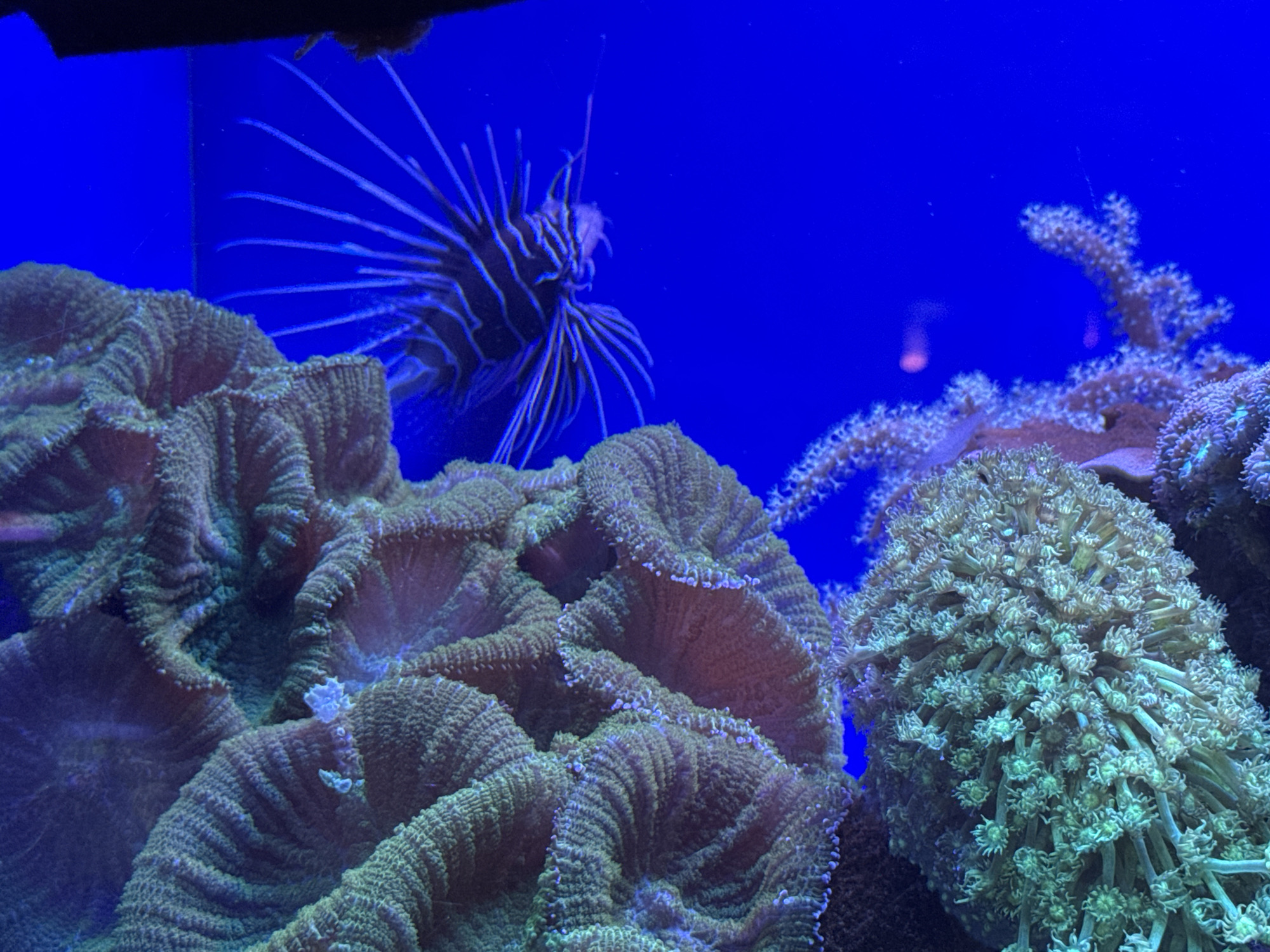 An underwater photograph captures a lionfish with its distinctive venomous spines prominently displayed, swimming against a vibrant blue background. The lionfish, with its striped pattern of dark lines against a lighter body, appears to be in the upper left quadrant of the image. In the foreground, various types of coral are visible. The dominant coral formations are large, textured, and appear to be a reddish-brown color. To the right, a different type of coral is present, characterized by a more compact, green, bushy appearance with numerous small, tentacle-like structures. The scene is likely within an aquarium environment in Eilat, Israel, given the context of the city's known marine attractions. The lighting suggests artificial illumination, typical of an aquarium setting, highlighting the vibrant colors of the marine life and creating a distinct contrast with the deep blue water. No people or specific actions are depicted; the focus is on the static marine ecosystem.