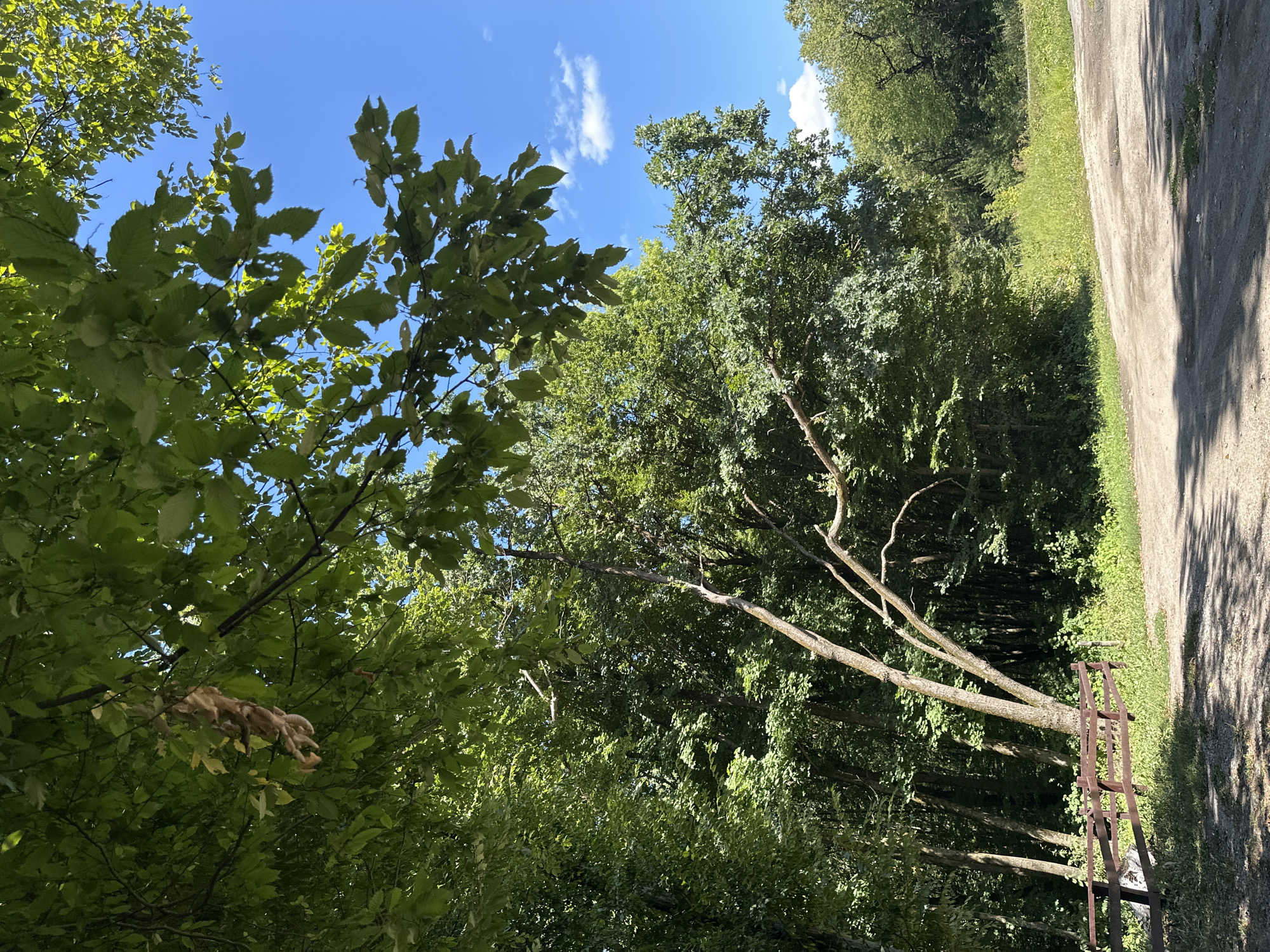 An outdoor, eye-level, medium shot captures a sunny day in a wooded area, likely on the outskirts of Shatava, Ukraine. The scene is dominated by lush green trees and a clear blue sky with a few scattered white clouds. In the foreground, a dirt path leads into the woods, bordered on the left by a weathered wooden fence. Sunlight filters through the dense canopy, casting dappled shadows on the ground. A cluster of dried leaves hangs precariously from a branch in the upper left quadrant of the image. The overall impression is one of natural beauty and tranquility, with no human presence or activity evident.