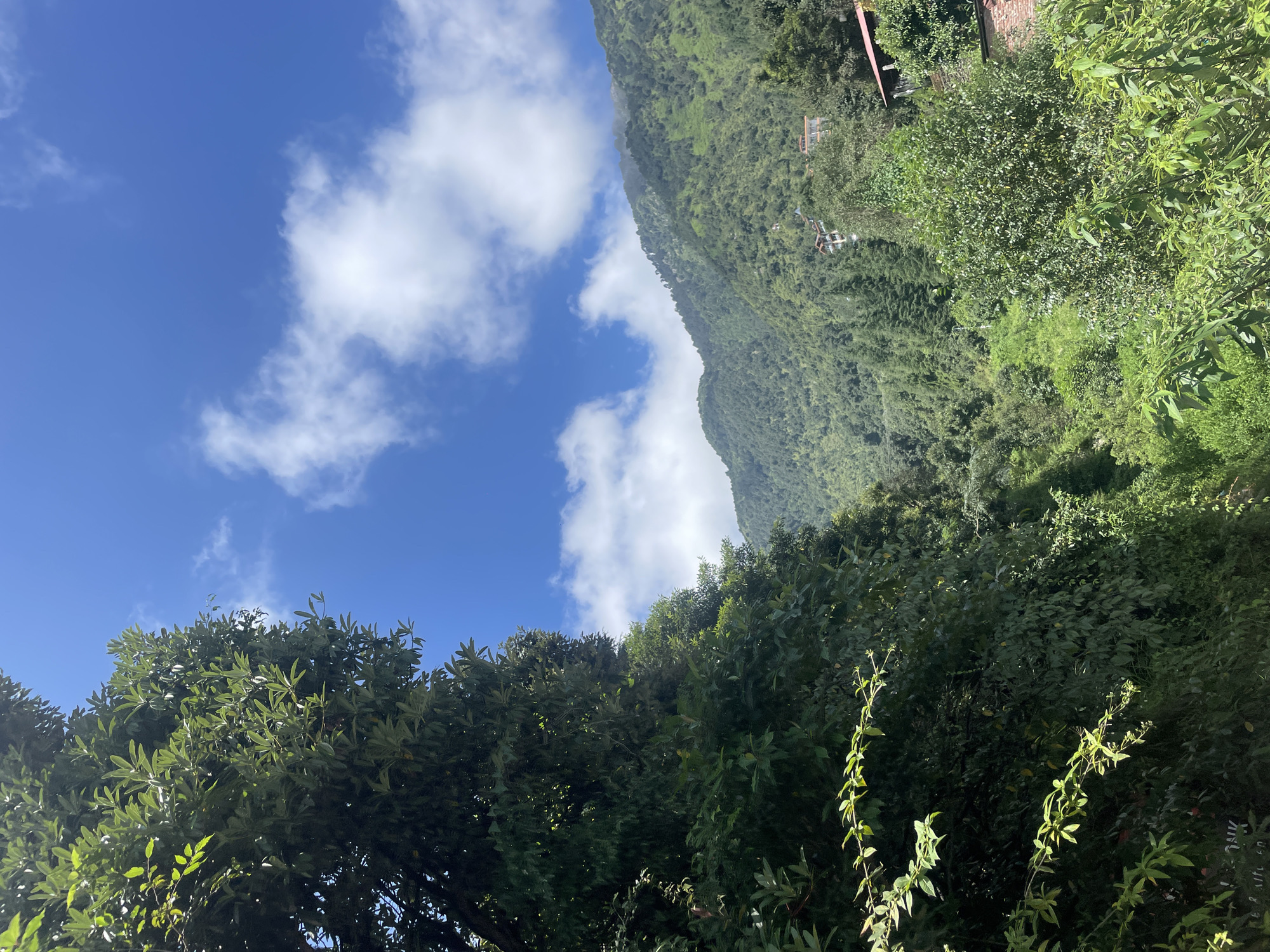 A low-angle, vertical shot captures a vibrant landscape with lush green foliage dominating the foreground and midground, juxtaposed against a brilliant blue sky dotted with scattered white clouds. The dense, leafy branches of a large tree frame the left side of the image, its verdant leaves catching the sunlight. To the right, a sprawling, mountainous terrain is covered in a tapestry of trees, with a few buildings visible nestled amongst the slopes, suggesting a settlement within a natural environment. The overall scene evokes a sense of natural beauty and tranquility in a hilly region, likely in or near Bhagsu, India, known for its scenic mountain views and verdant landscapes.