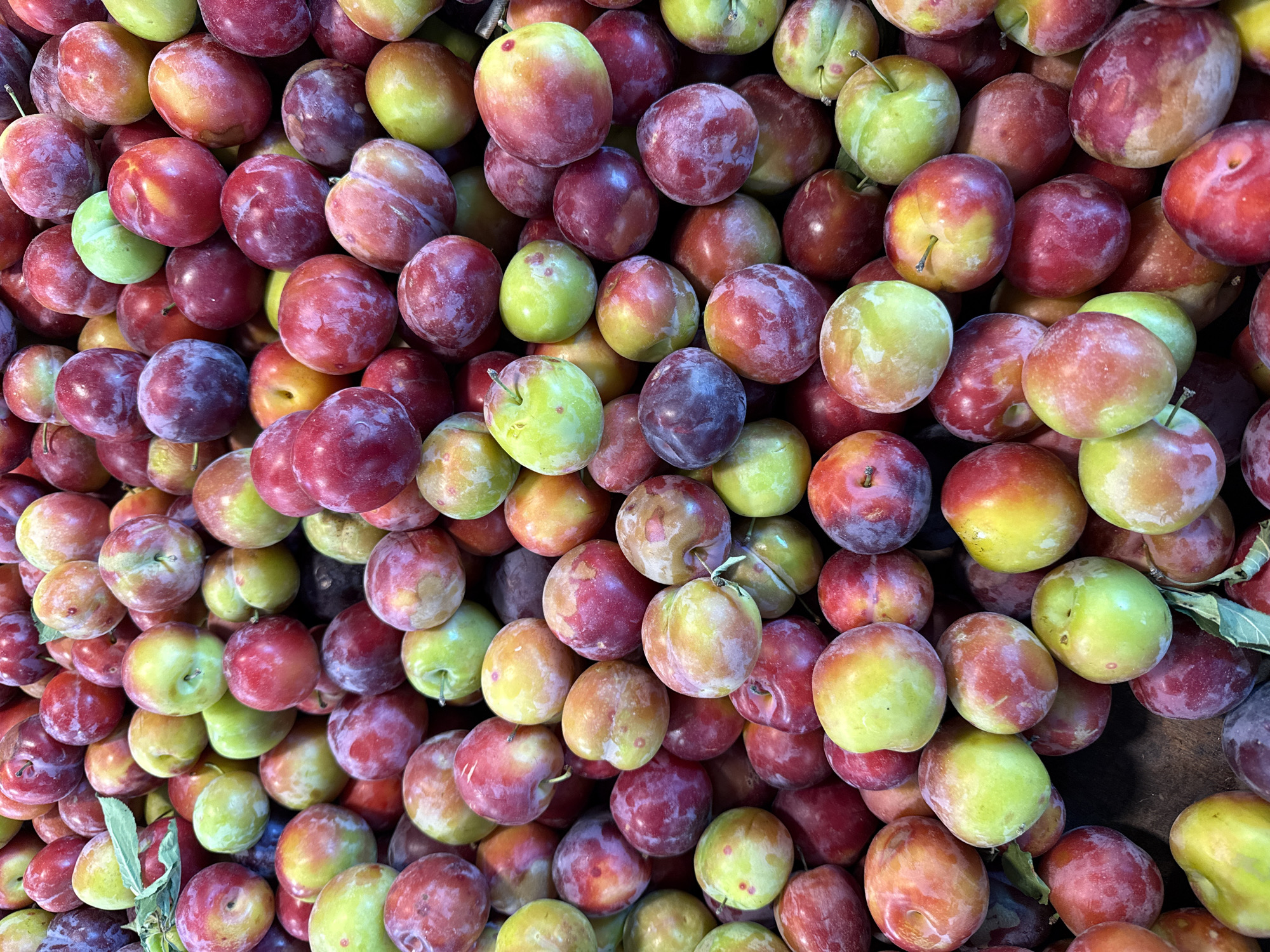 A close-up, overhead view shows a large pile of plums. The plums are of varying sizes and colors, ranging from green to yellow, red, and deep purple. Some are smooth-skinned, while others have a slightly fuzzy appearance. The fruits are tightly packed together, obscuring any background or surface they might be resting on. The lighting is bright and even, highlighting the textures and colors of the plums. There are no people or discernible environmental features visible, suggesting a focus solely on the produce itself.