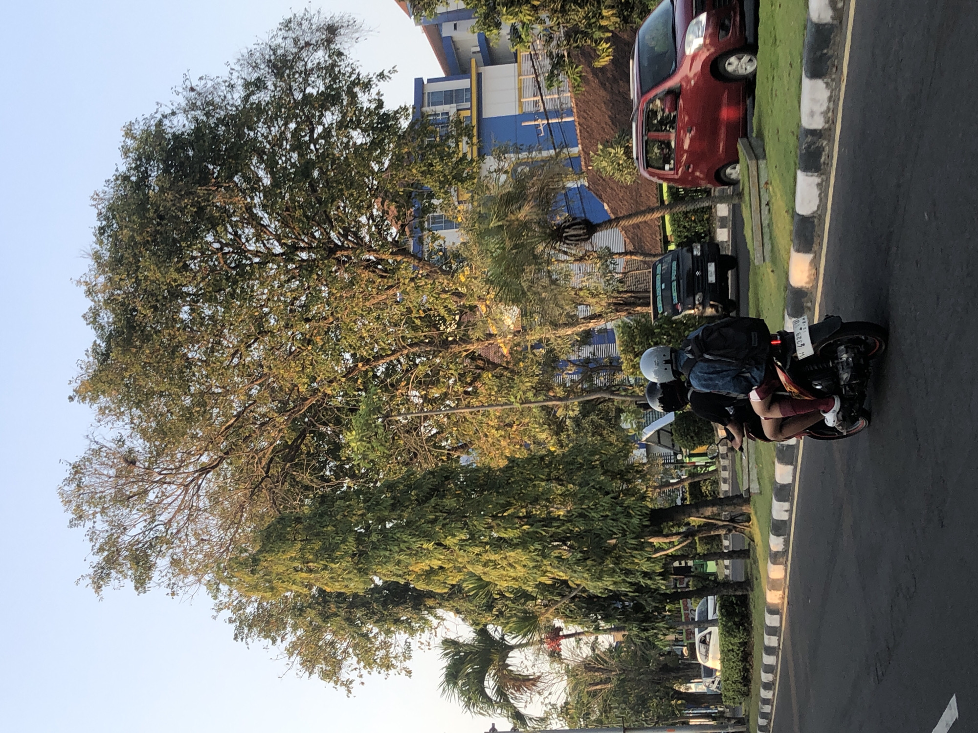 In the city of Larangan, Indonesia, a medium shot captures two individuals riding a motorcycle on a paved road. The rider in front wears a black helmet and a dark shirt, while the passenger behind has a grey helmet, a denim-like jacket, and red socks with white sandals. The motorcycle is moving away from the viewer, heading towards the right side of the frame.
The environment suggests a street scene with lush vegetation. Tall, slender trees with green leaves dominate the left and center of the image, casting shadows. A prominent large tree with dense foliage is positioned behind them, its branches reaching towards the sky. Further in the background, a blue and white building with yellow accents is visible, hinting at urban infrastructure.
To the right of the motorcycle, a red car is parked on the side of the road, adjacent to a grassy area bordered by a concrete curb. A black van is also parked in the background. The road itself features a white and black striped curb on the left, separating the asphalt from the grassy median. The sky is clear and bright, indicating daylight. The overall scene conveys a sense of everyday urban life with a tropical backdrop.