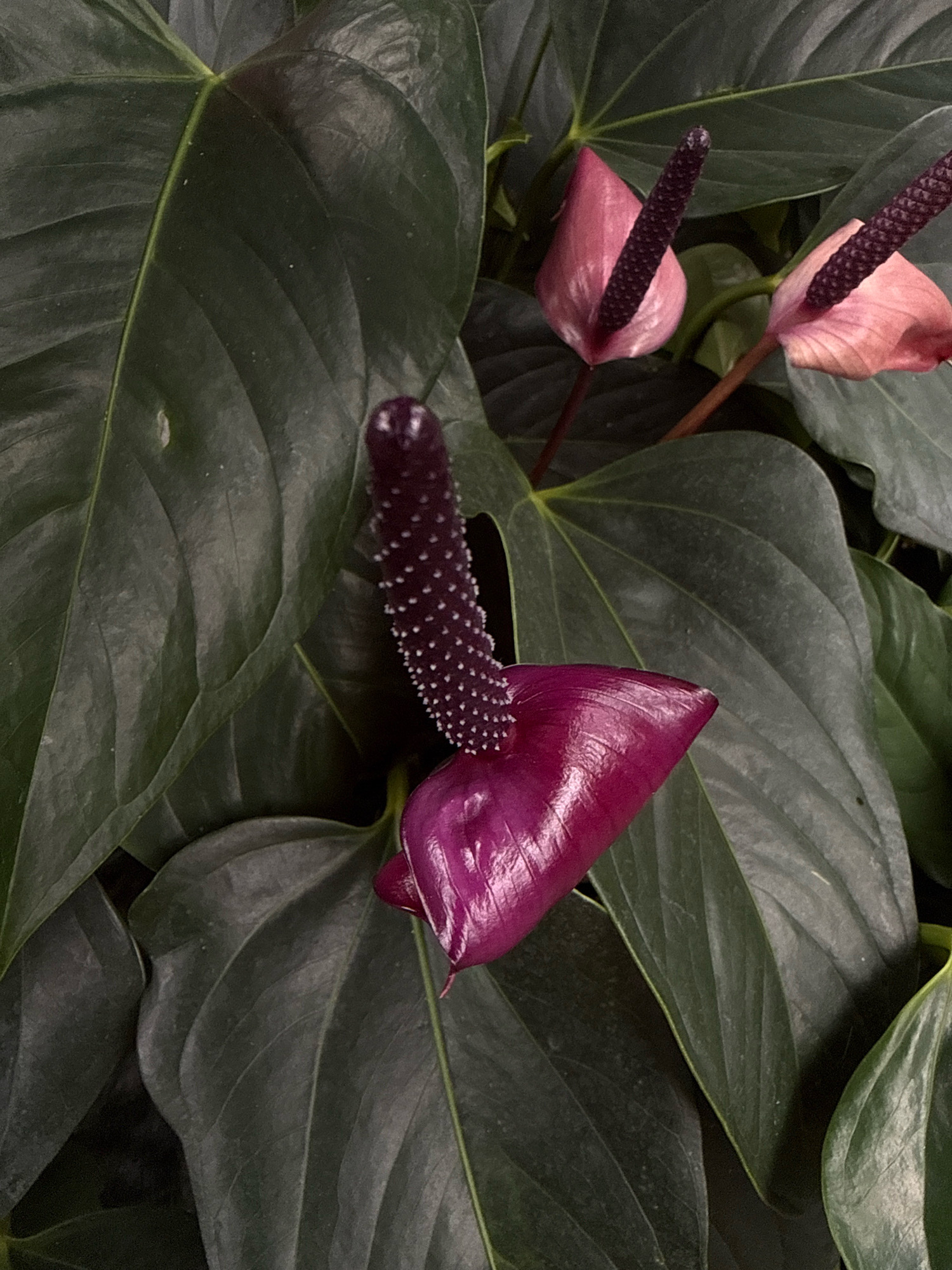 The image depicts a close-up of dark green anthurium leaves with a deep purple anthurium flower in the foreground and two lighter pink anthurium flowers in the background. The purple flower has a spadix covered in white dots and a spathe that is shiny and deeply veined. The pink flowers also have spadices and are slightly out of focus. The anthurium plant is set against a dark, out-of-focus background of more foliage. The scene is of botanical interest, likely an indoor or outdoor garden setting. No people are visible.